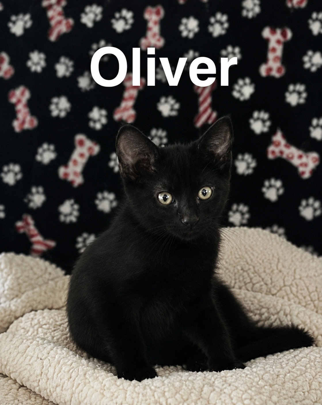 Oliver (Male)