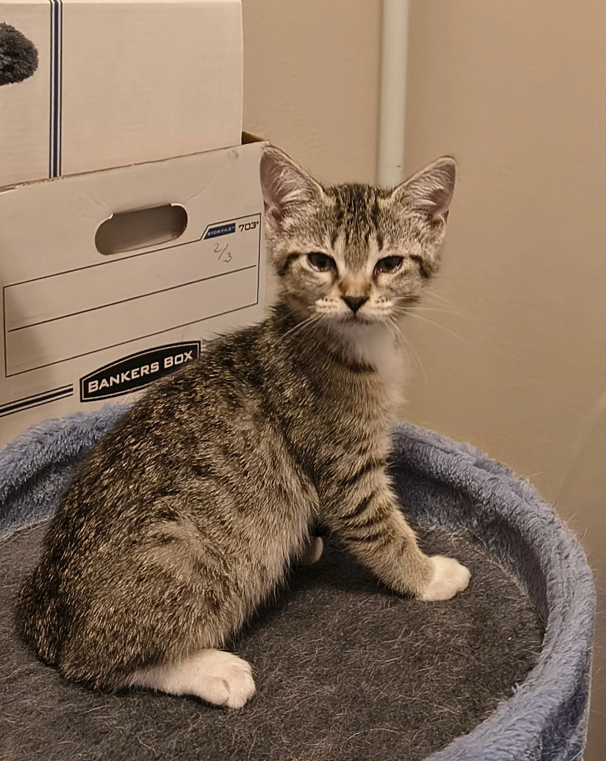 Ramsey (Male)