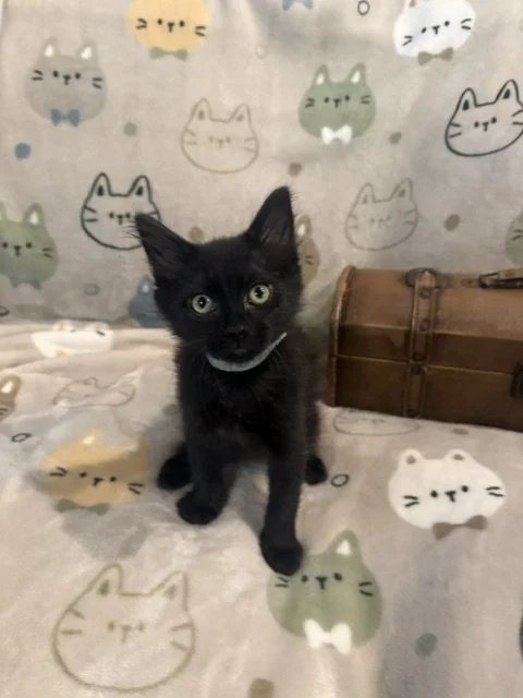 Bill (Male)
