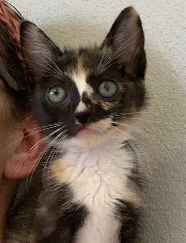 Pebbles (Female)