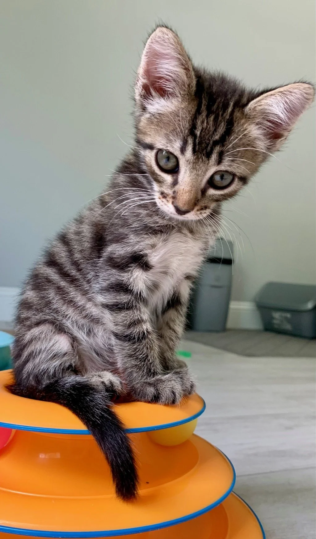 Cosmo (Male)