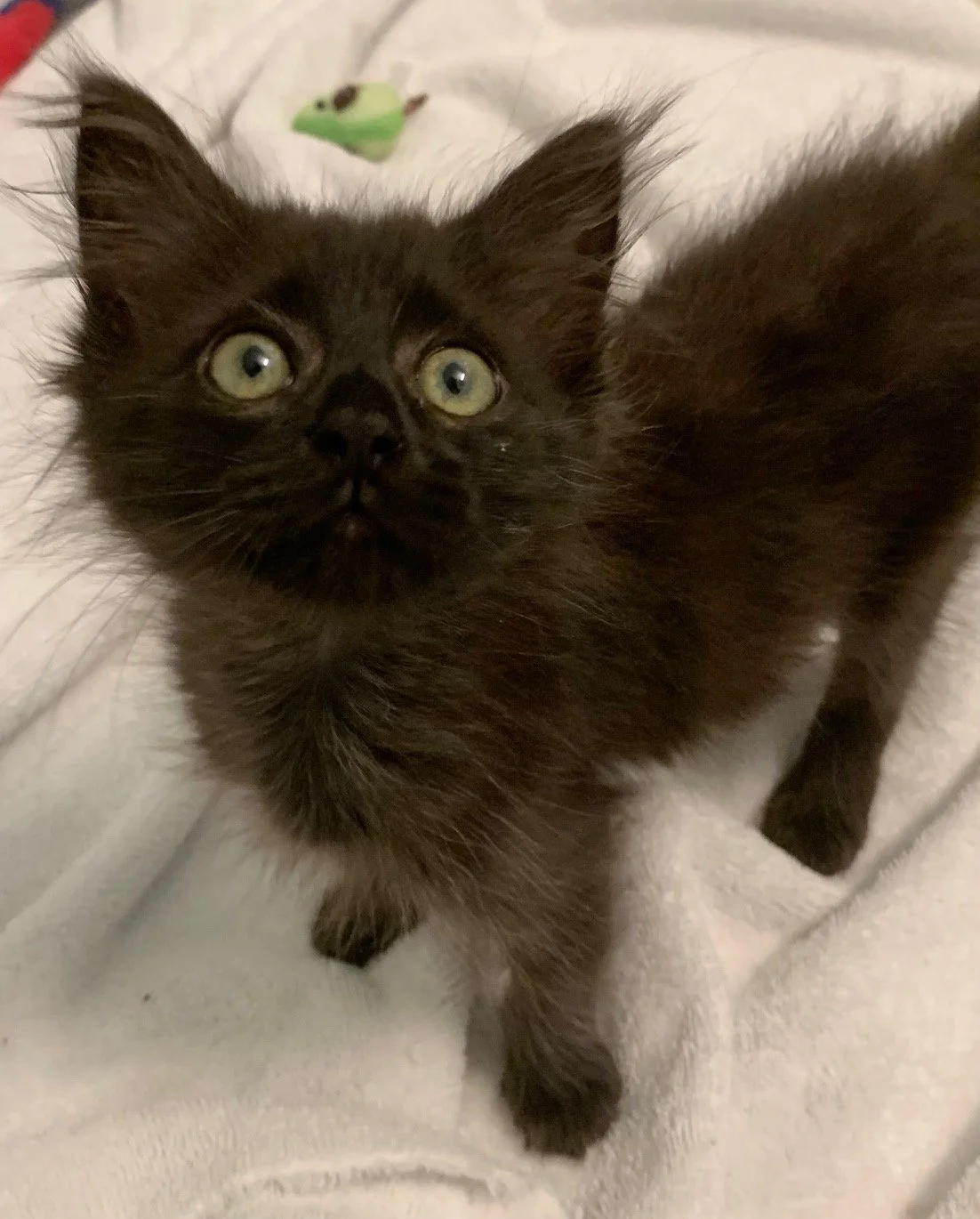 Apollo (Female)