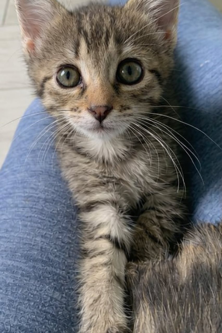 Iris (Female)