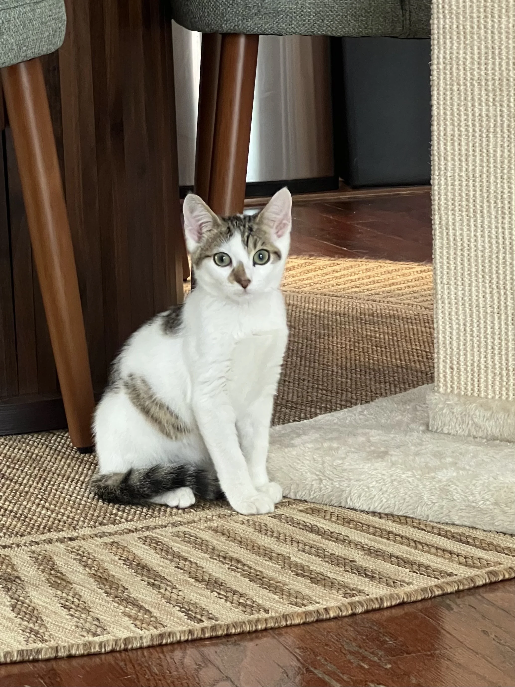 Birdie (Female)