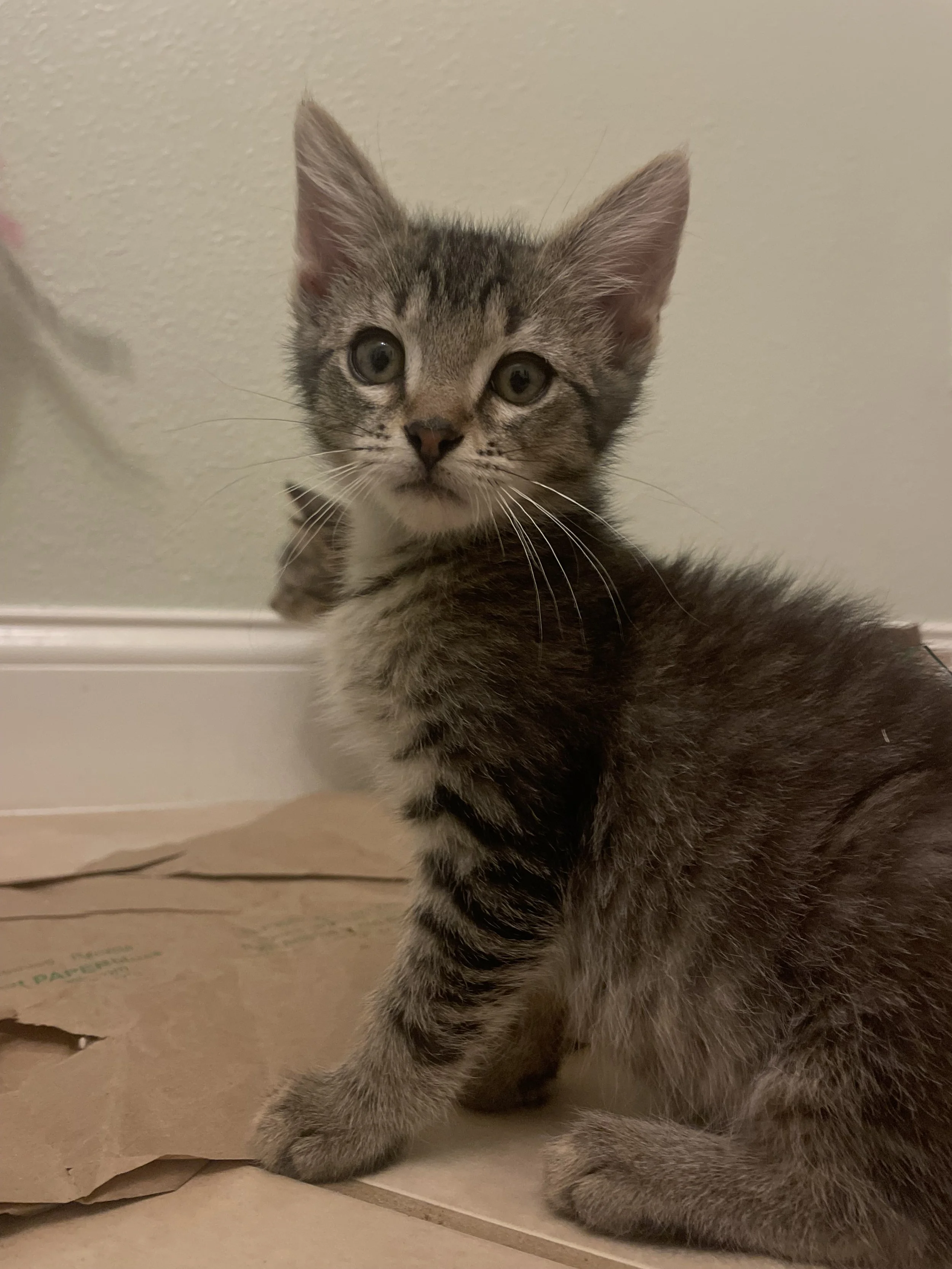 Freddy (Male)