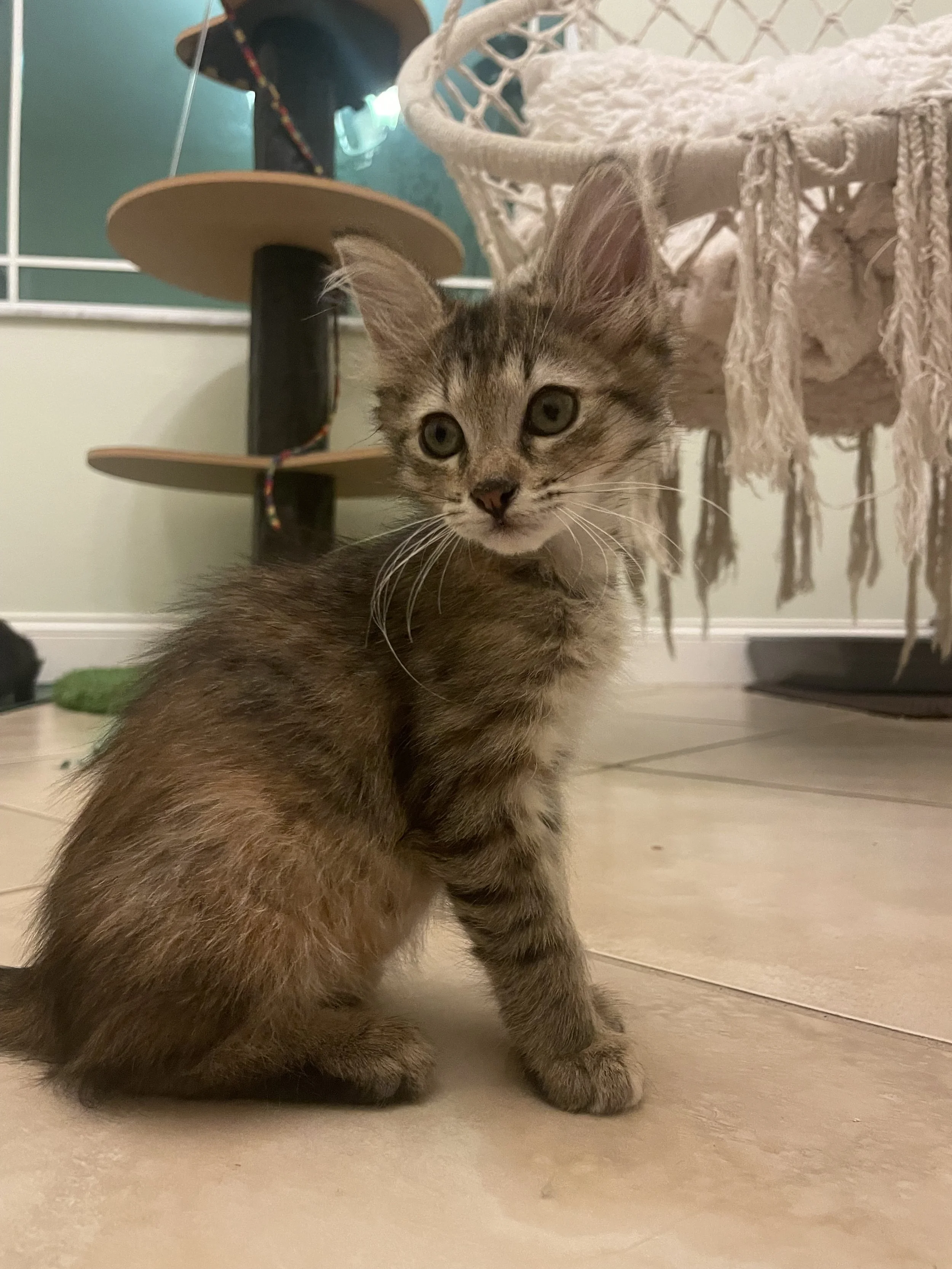 Foxy (Female)