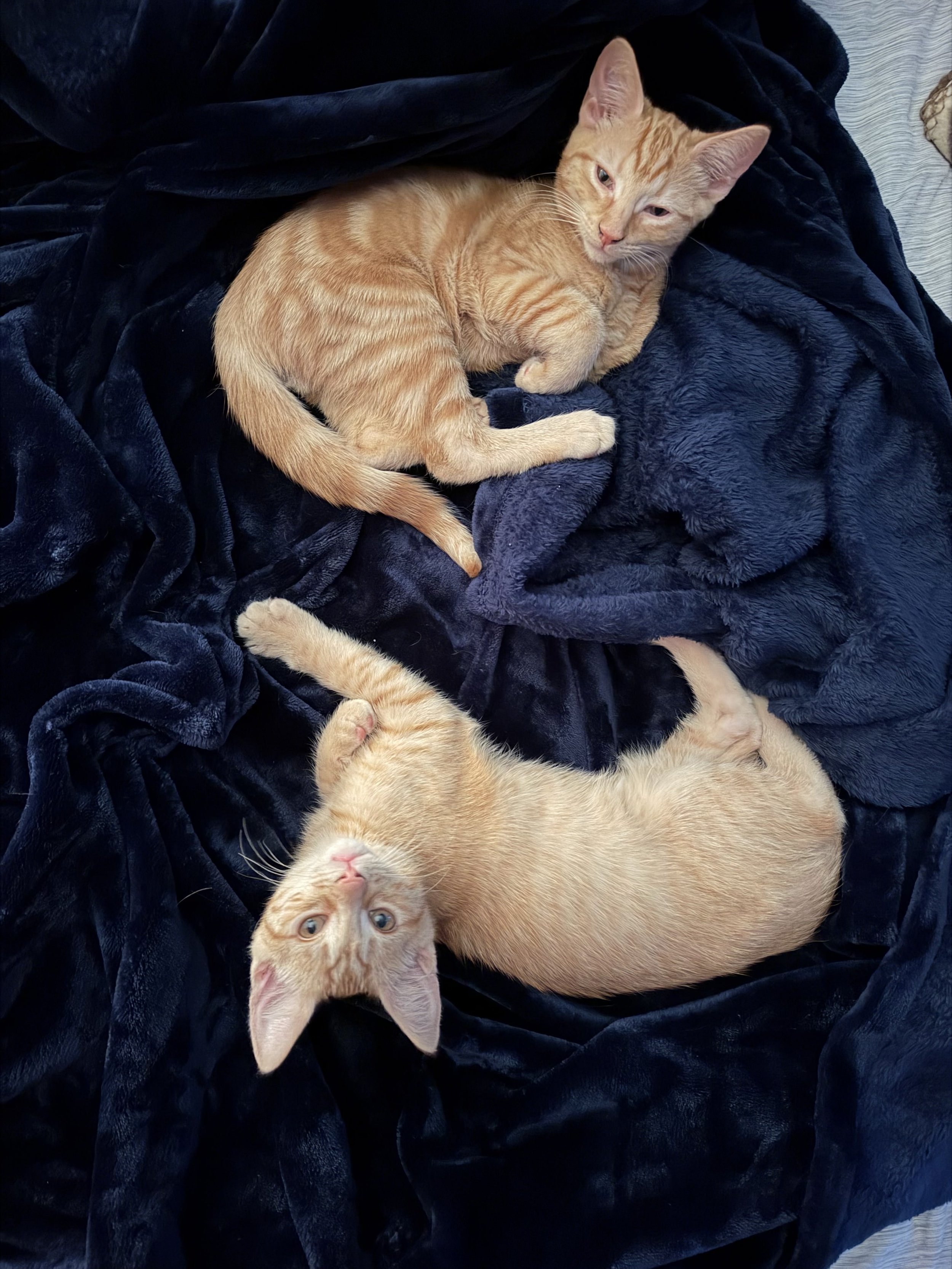 Cheeto &amp; Sonny (bonded Males)
