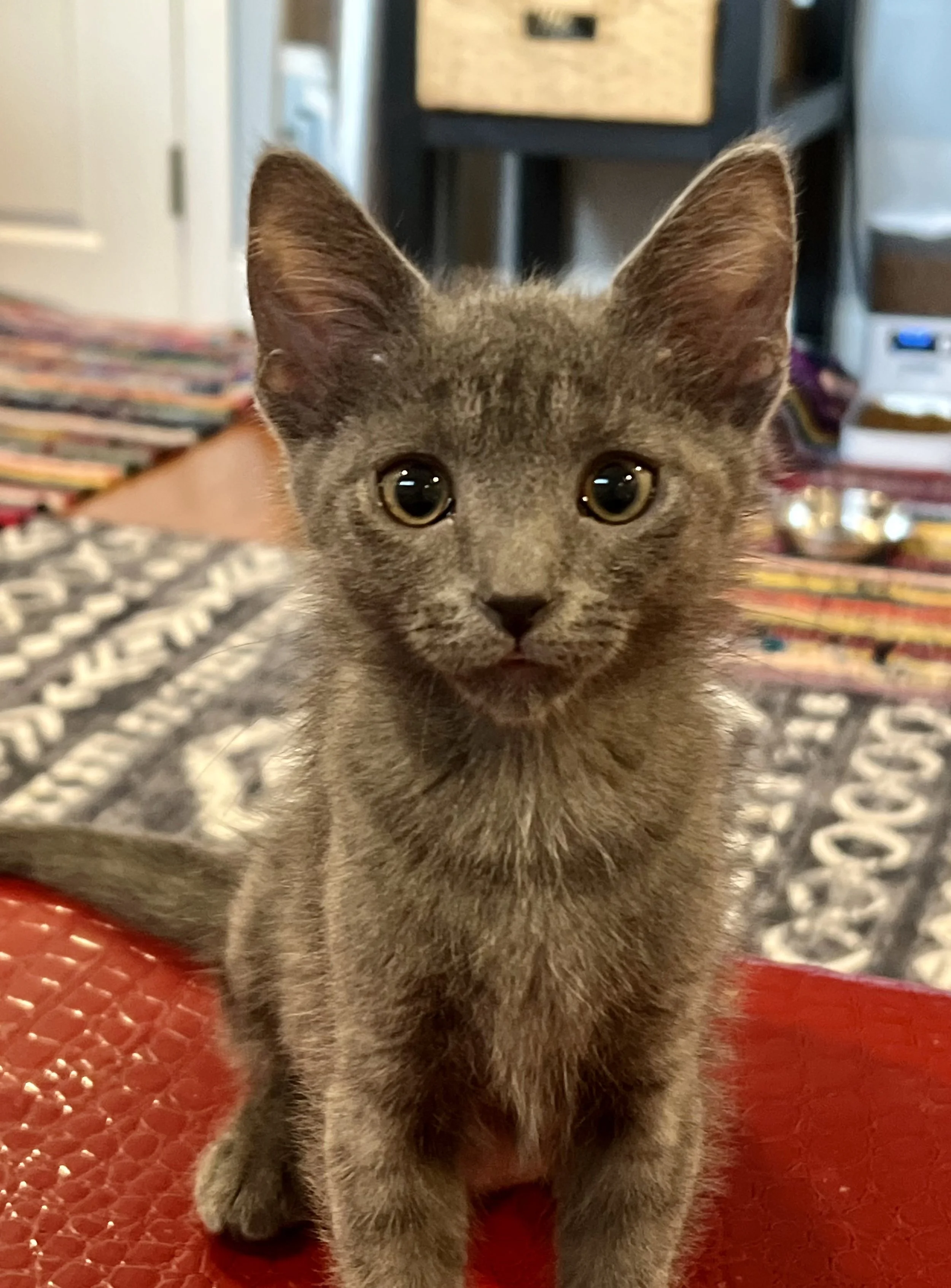 Willow (Female)