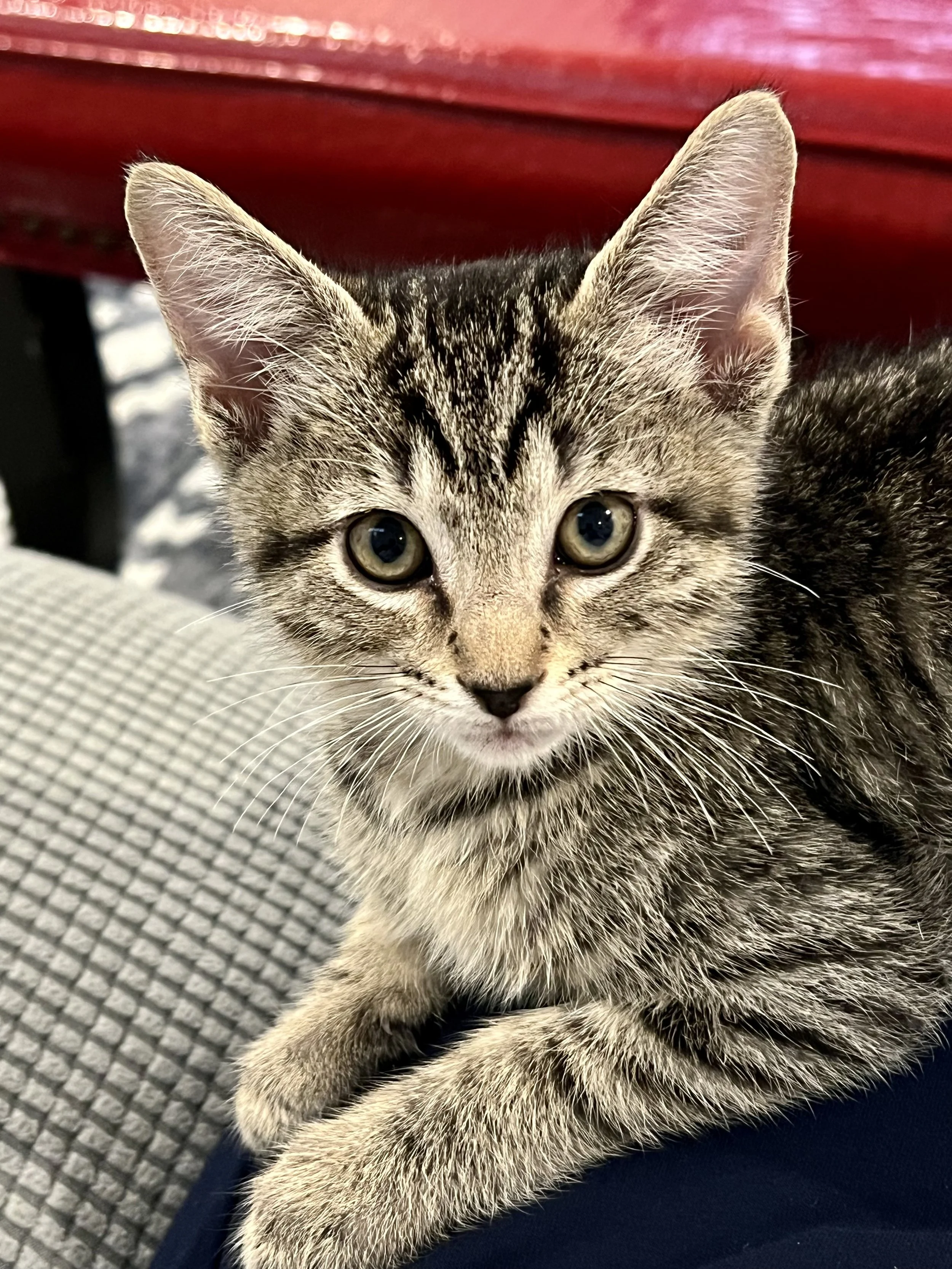 Basil (Male)
