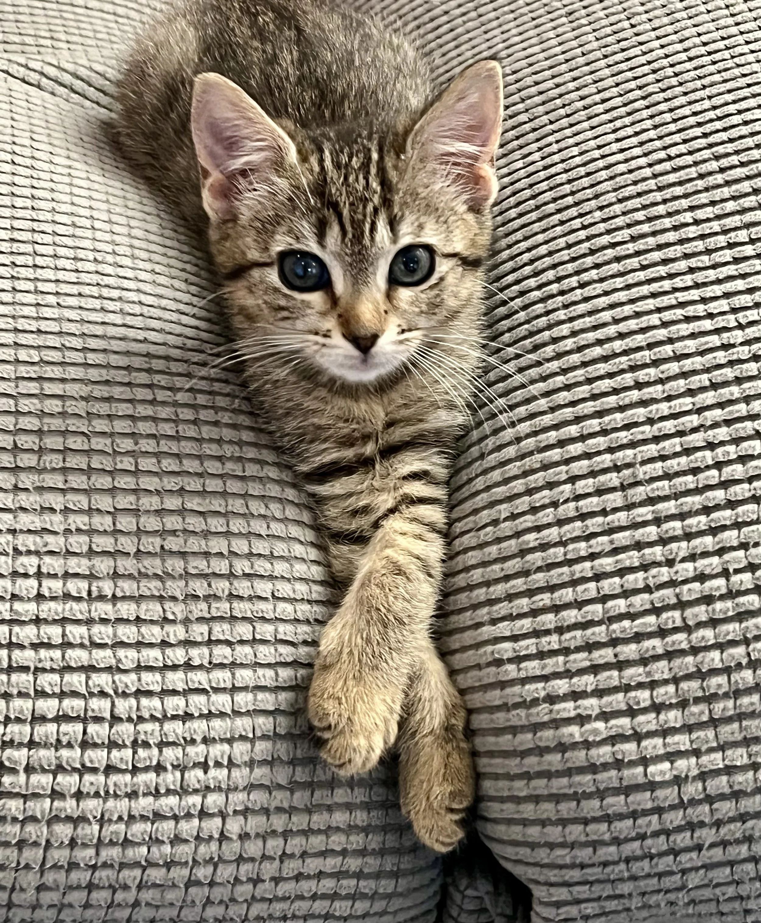 Clover (Female)