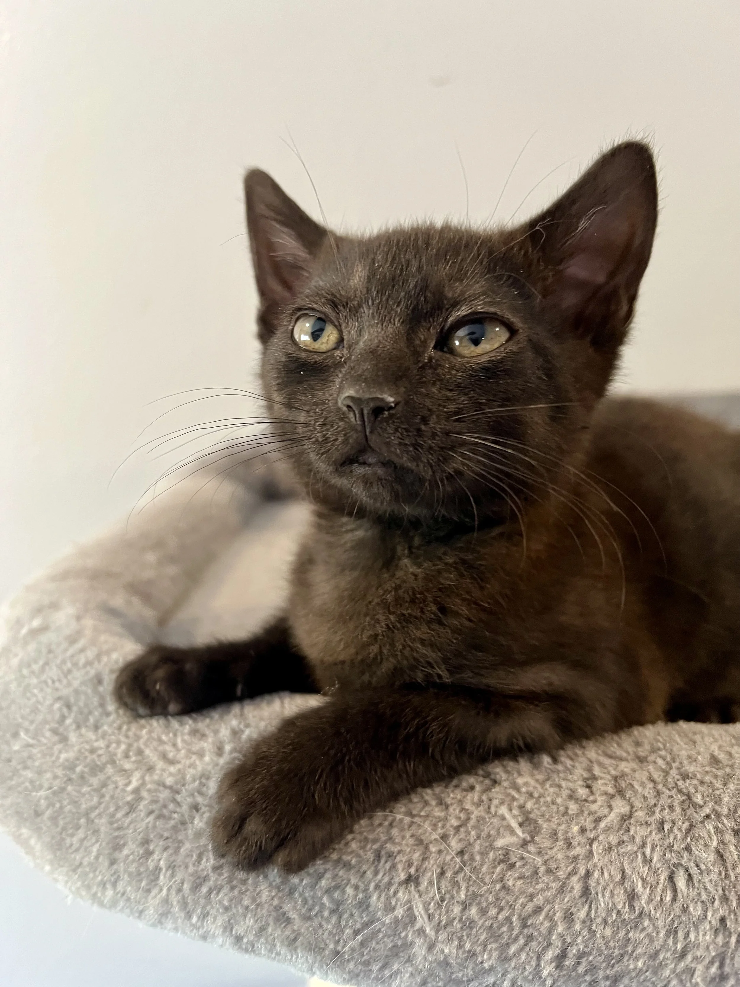 Daisy (Female)