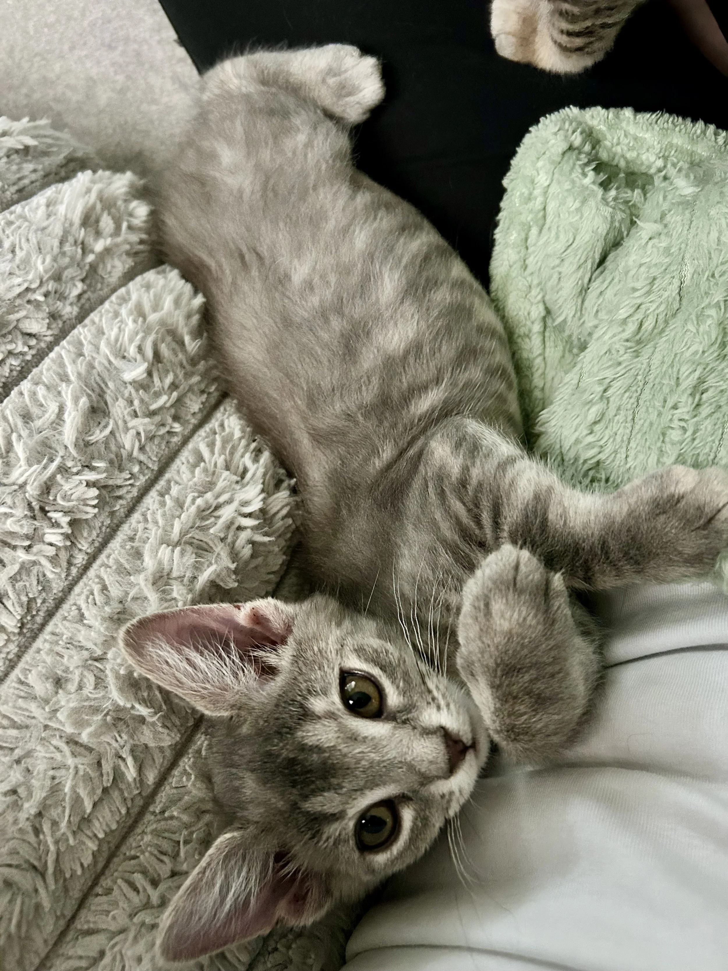 Bonnie (Female)