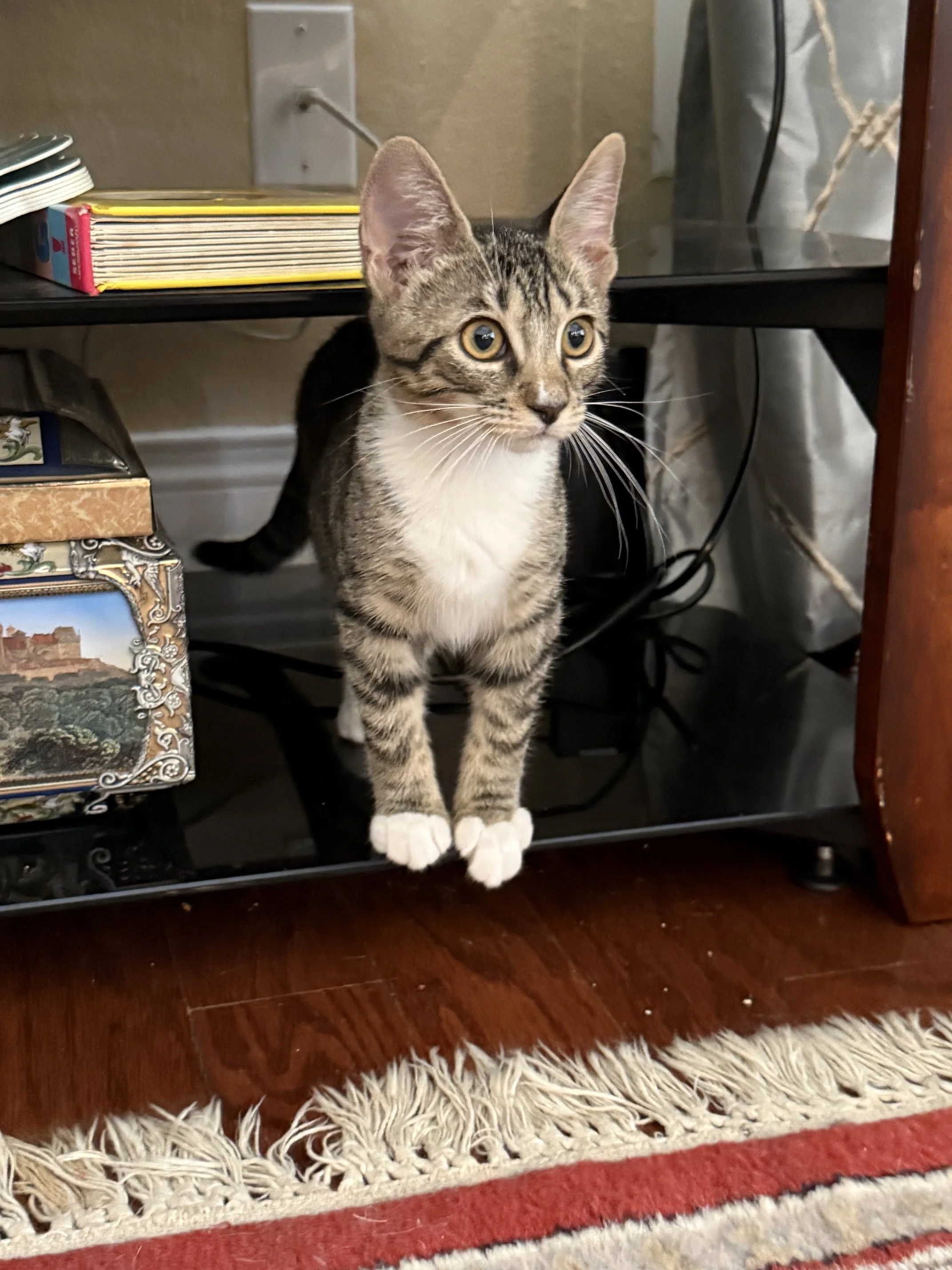 Kentucky (Female)