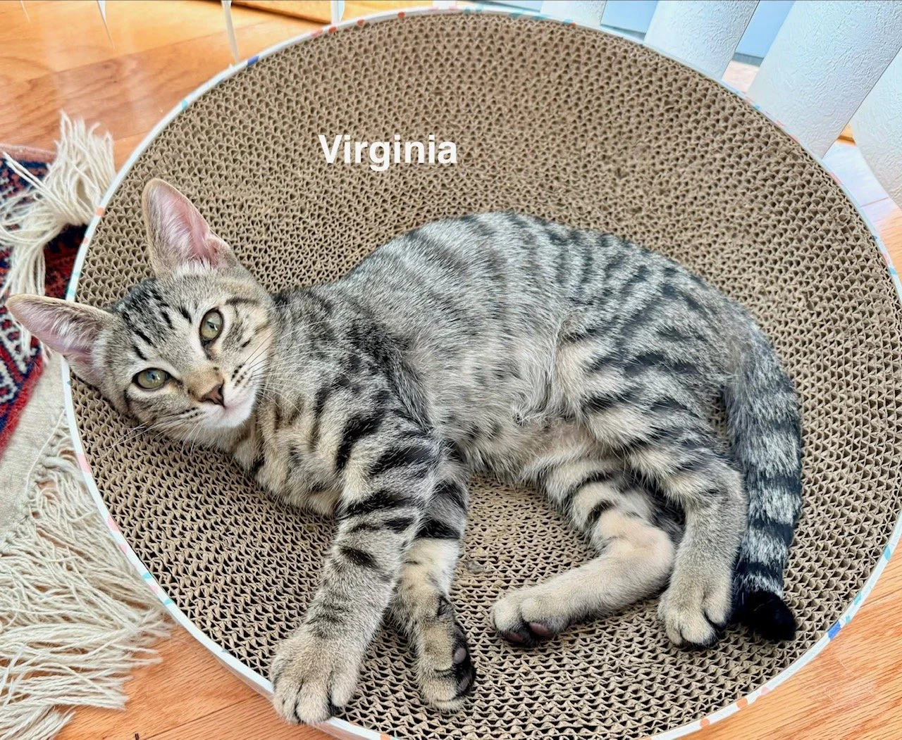 Virginia (Male) 