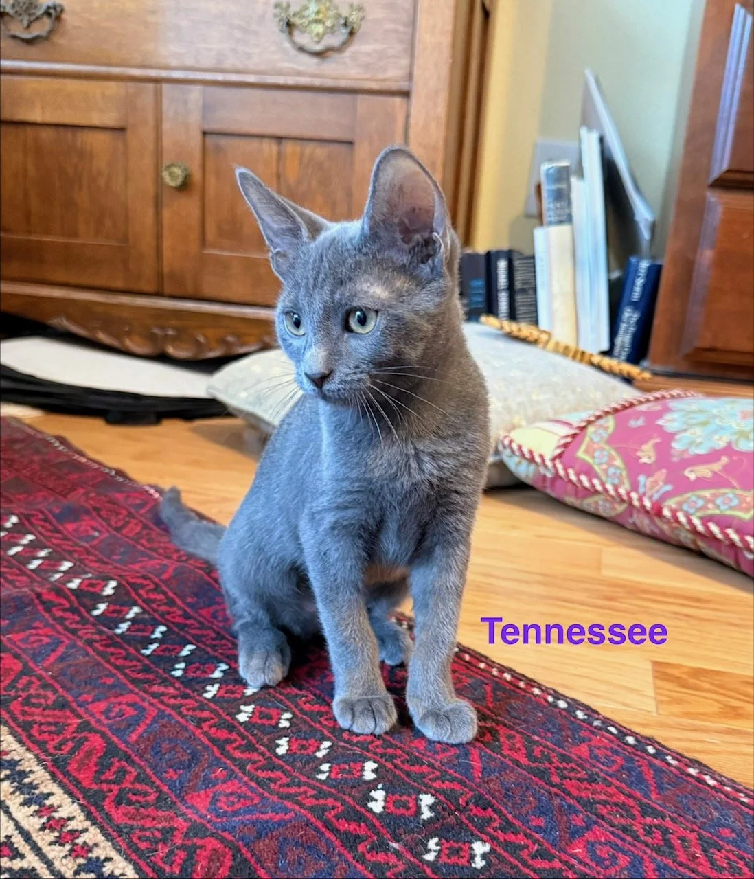 Tennessee (Female)