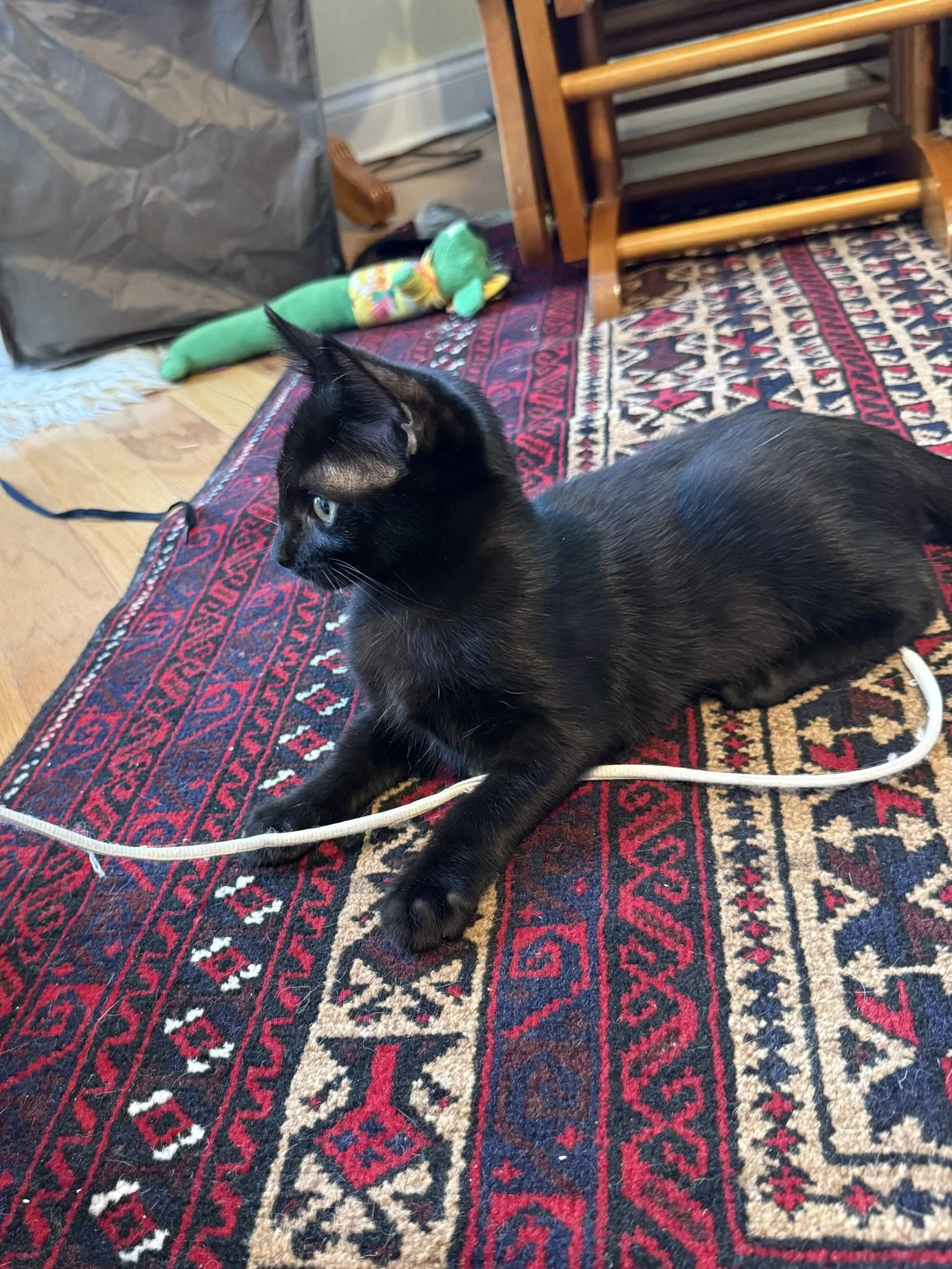 Georgia (Female)
