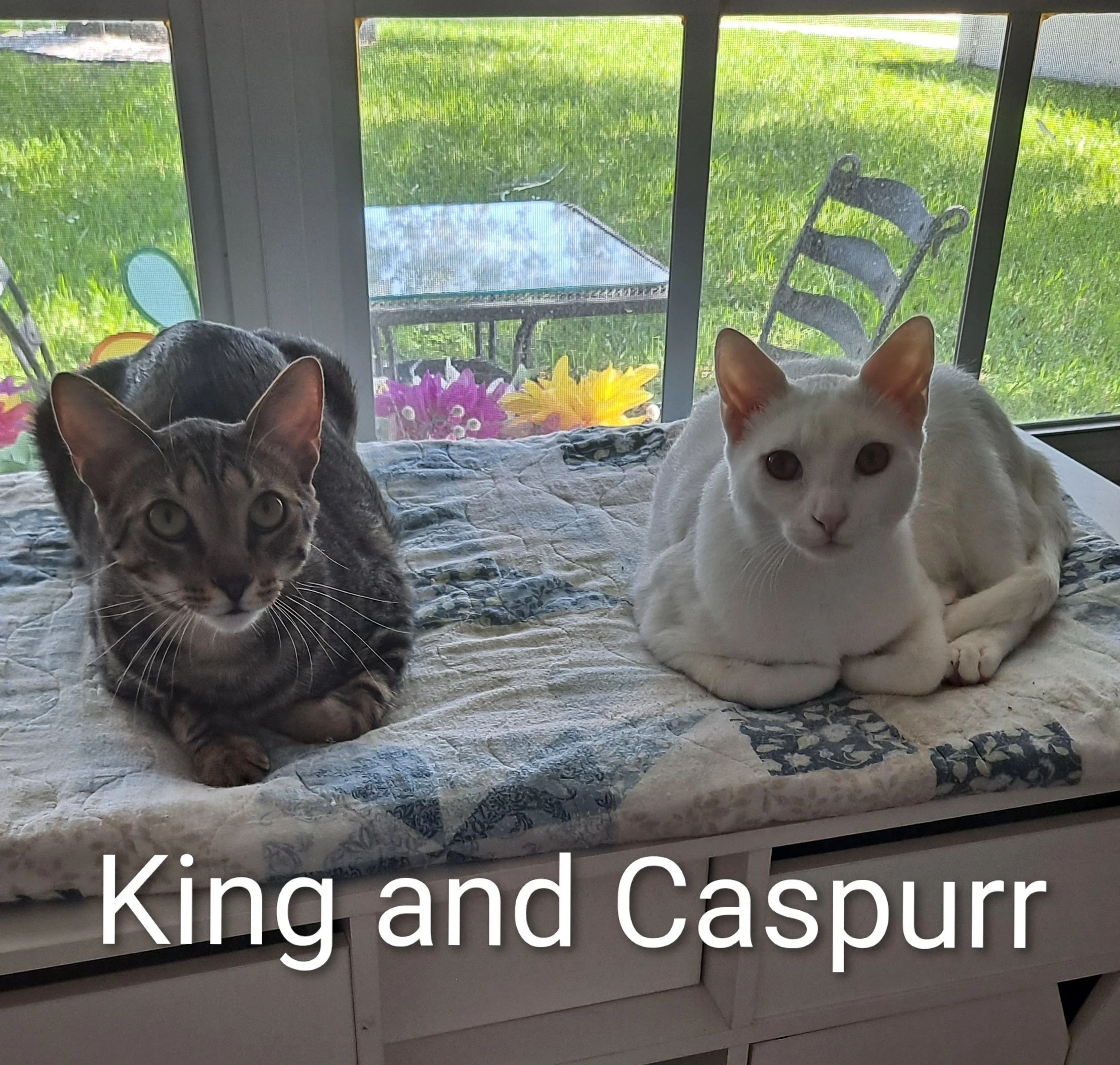 King &amp; Caspurr (Bonded Males)