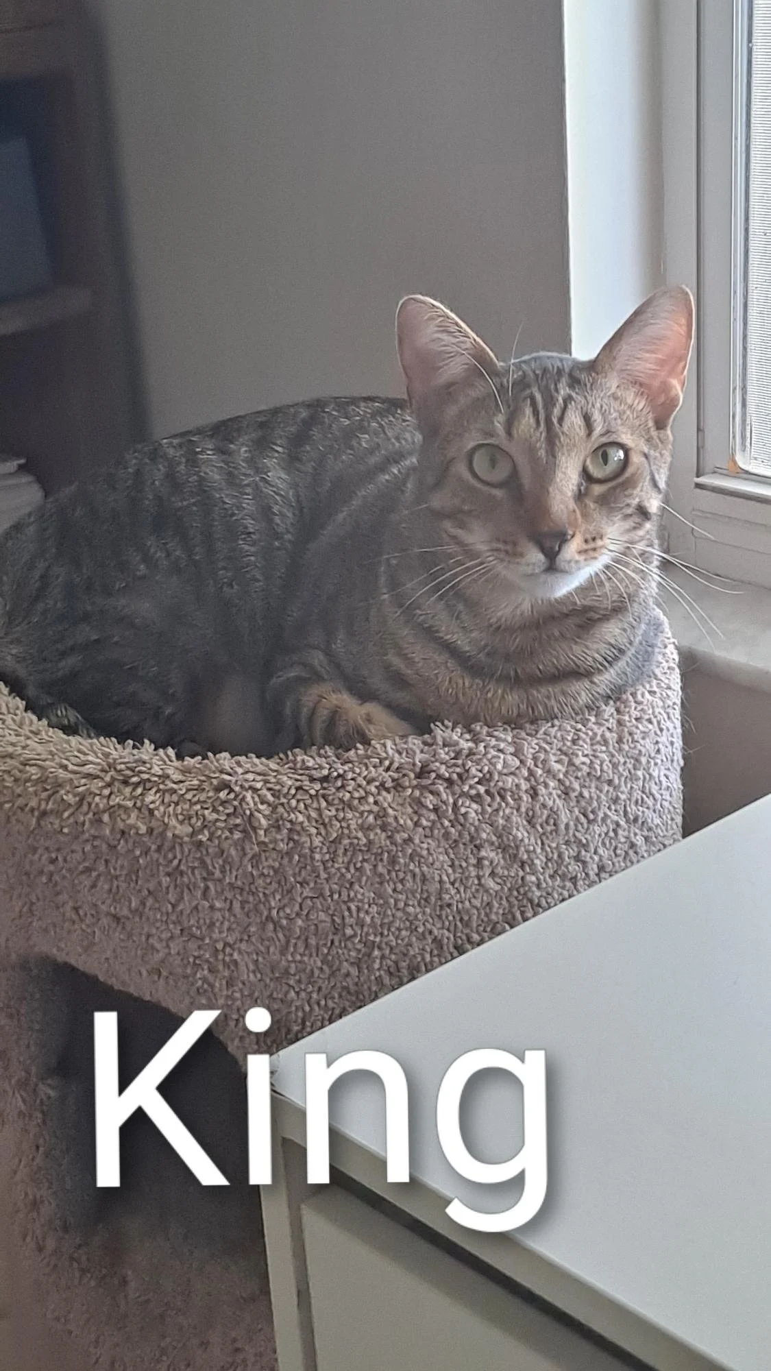 King  (Male, bonded w/Caspurr)