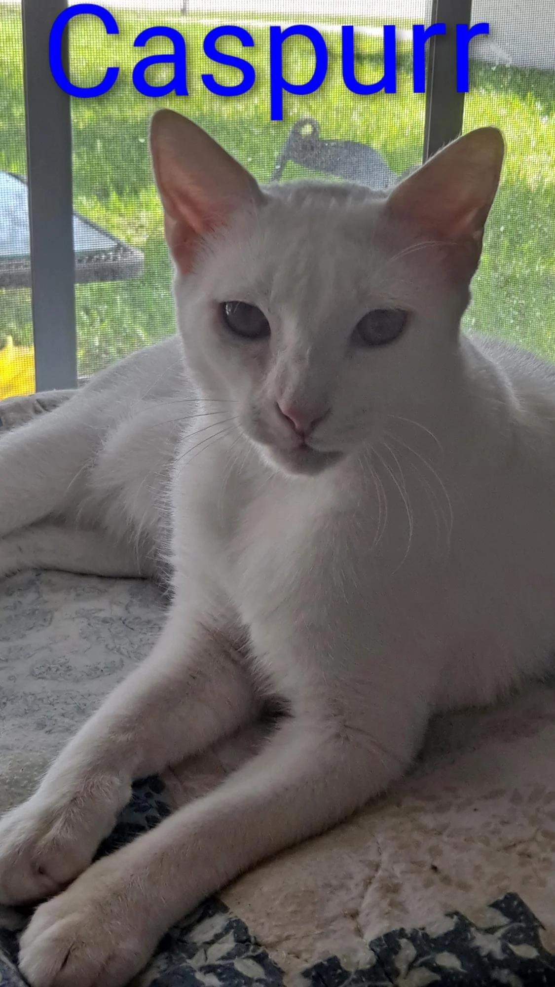 Caspurr (Male, bonded w/King)