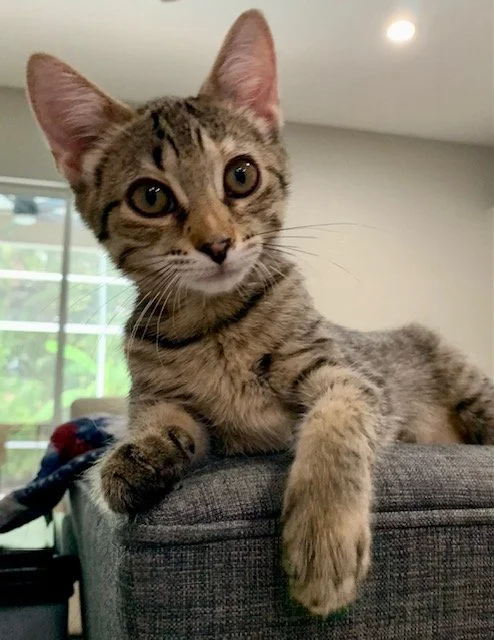 Iris (Female)