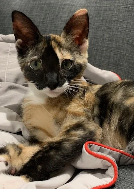 Tulip (Female)