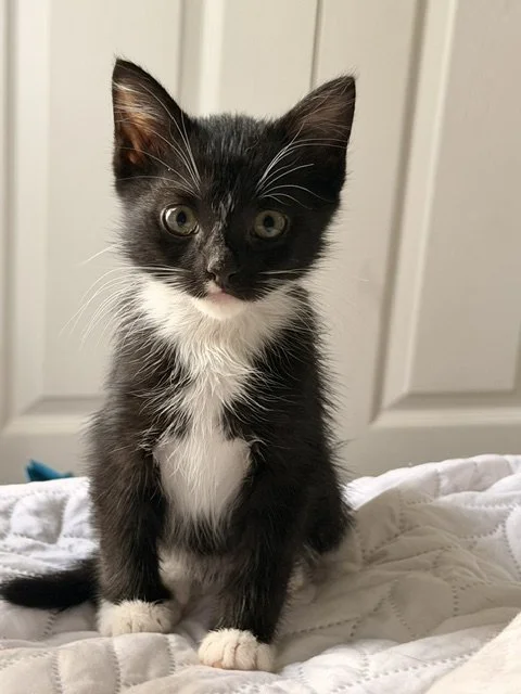 Denali (Female)
