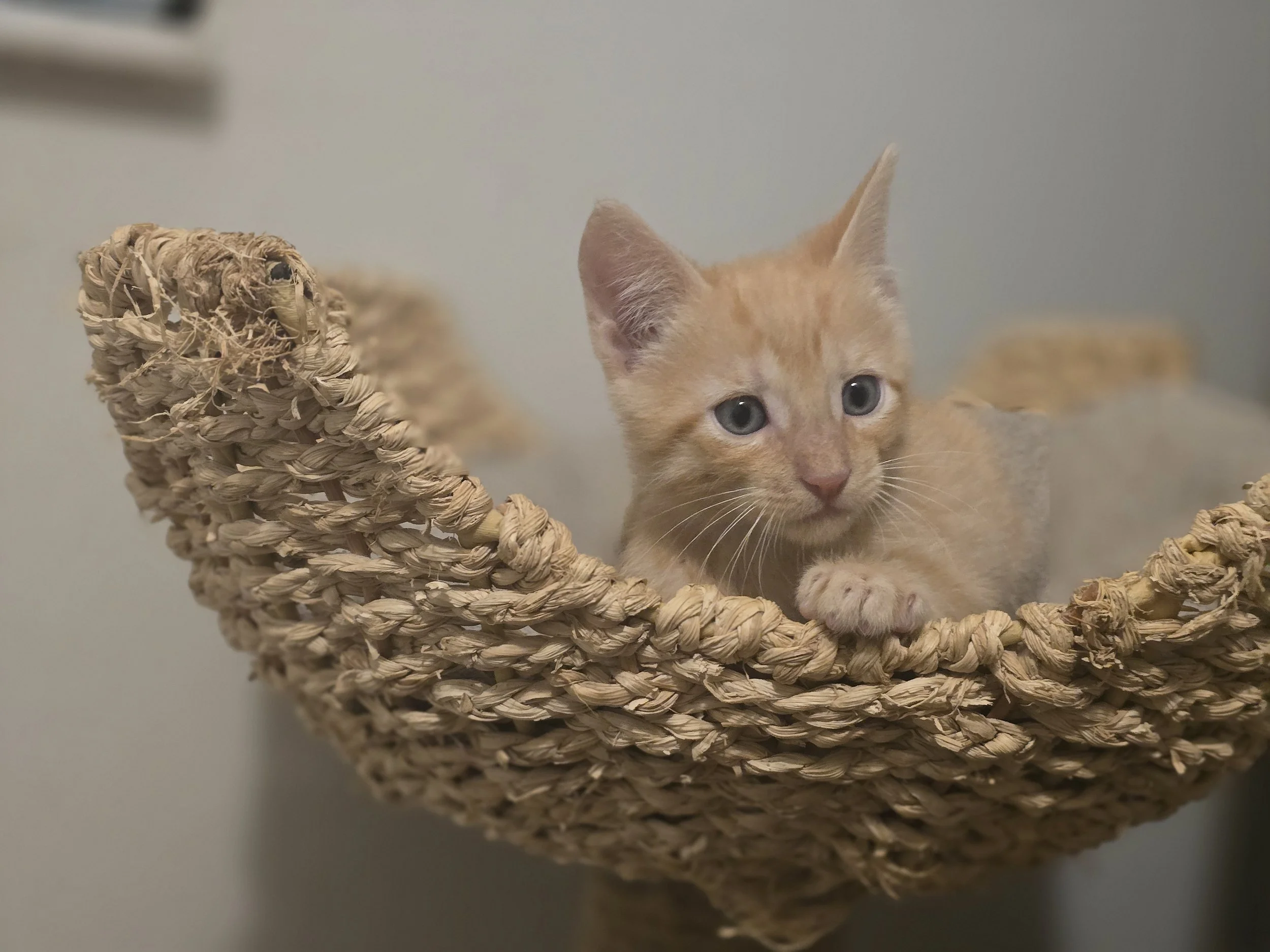 Howler (Male, bonded w/Barkerville)