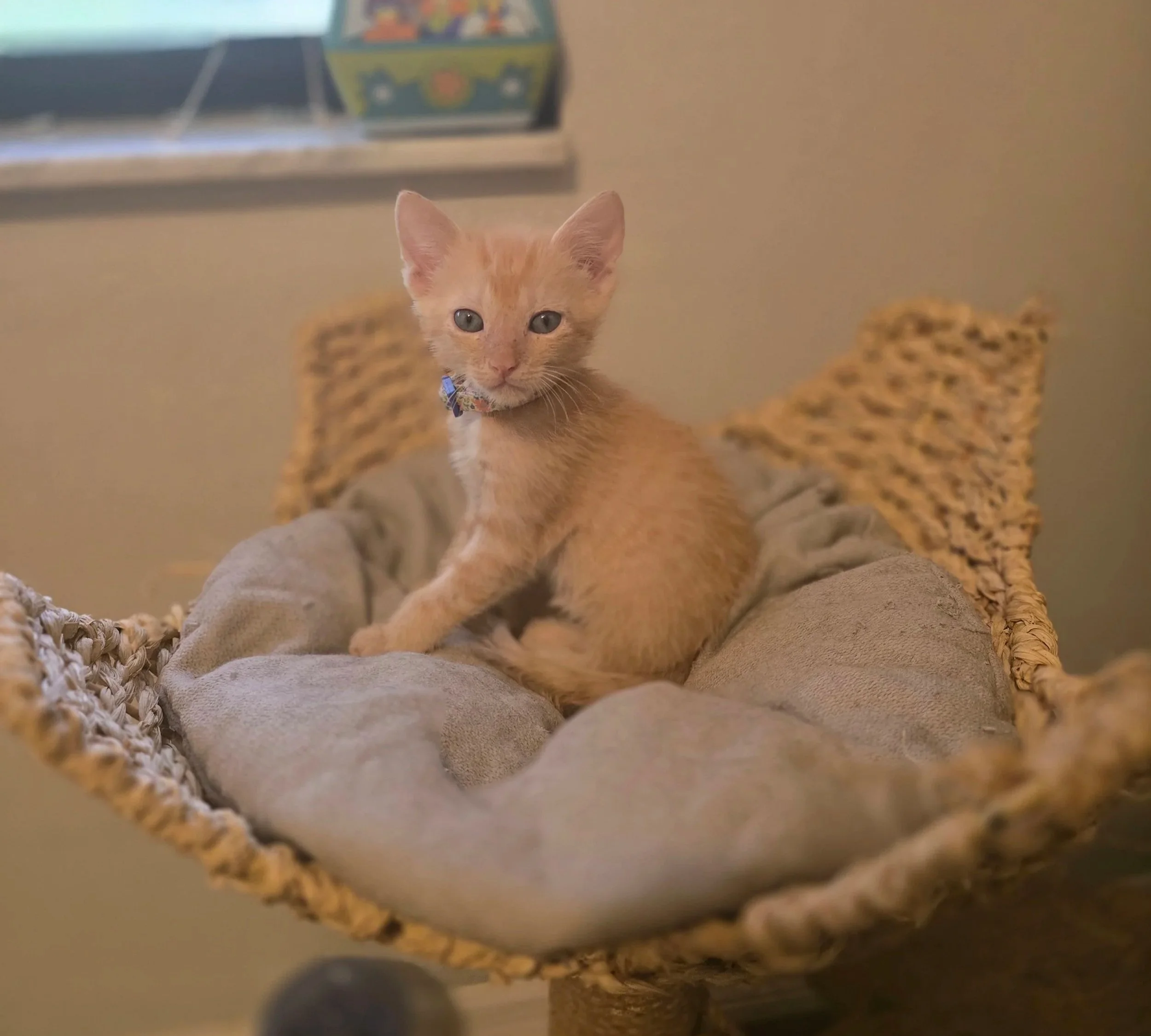 Barkerville (Male, bonded w/Howler)