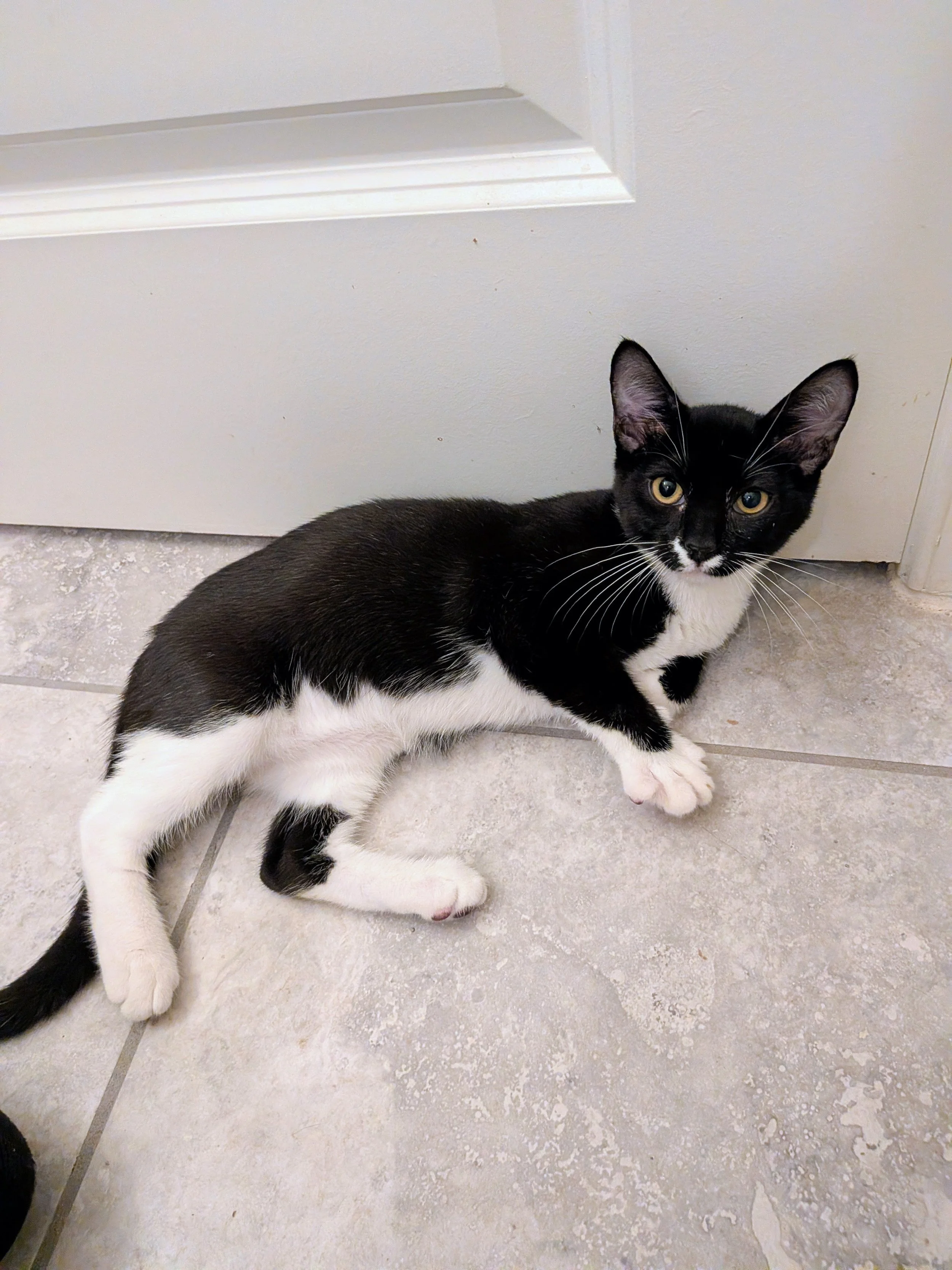 Tipsy (Male)