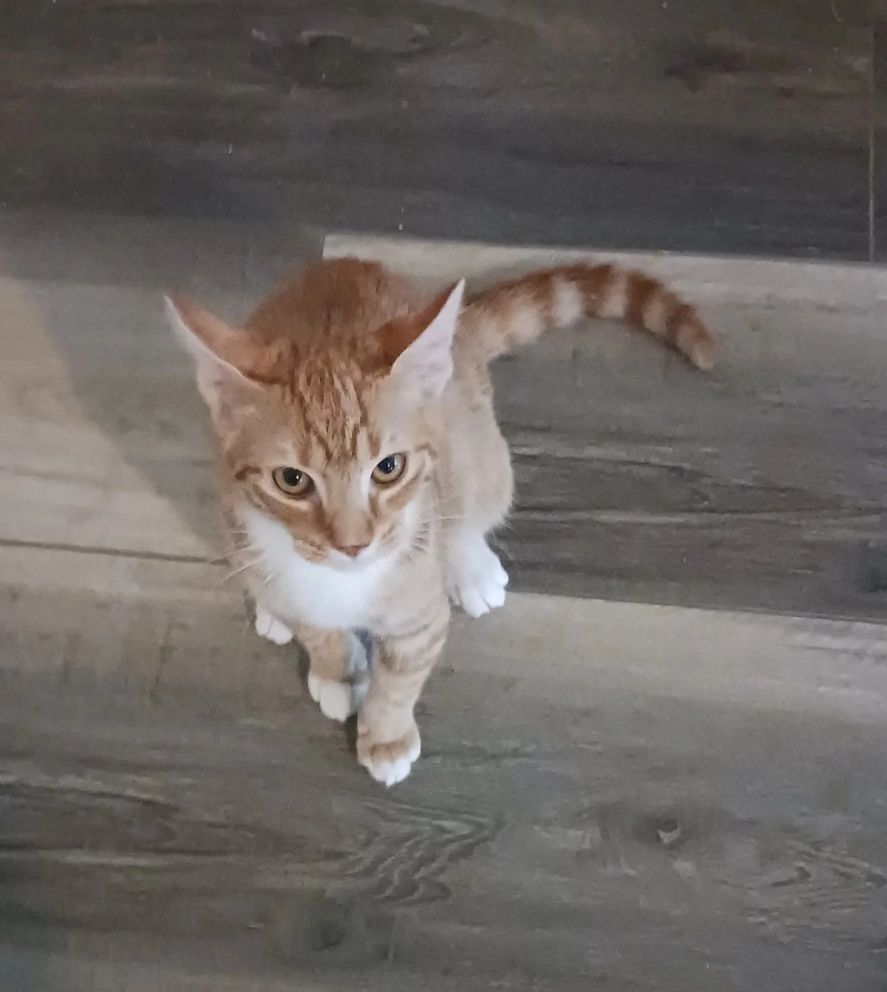 Fireball (Male)
