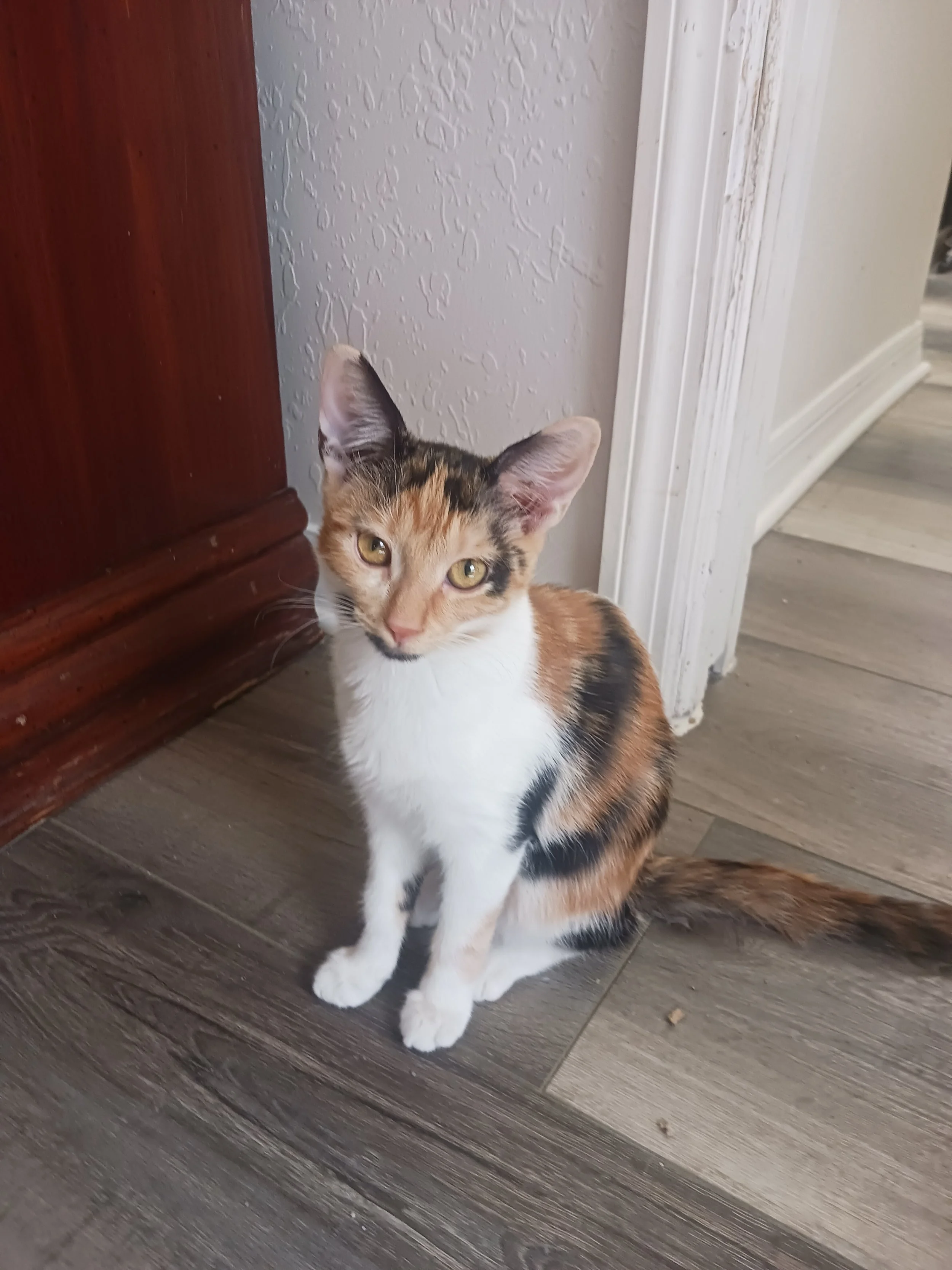 Glinda (Female)