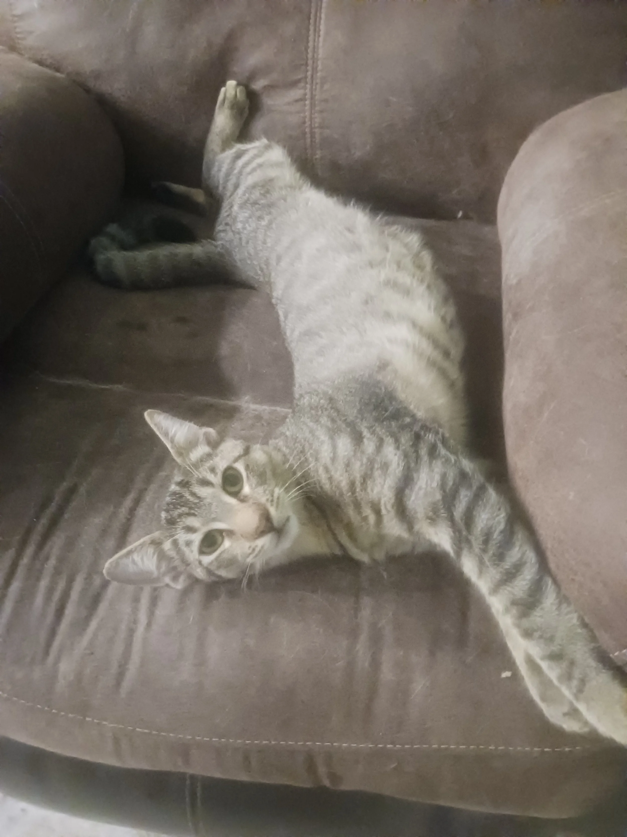 Kobe (Male)