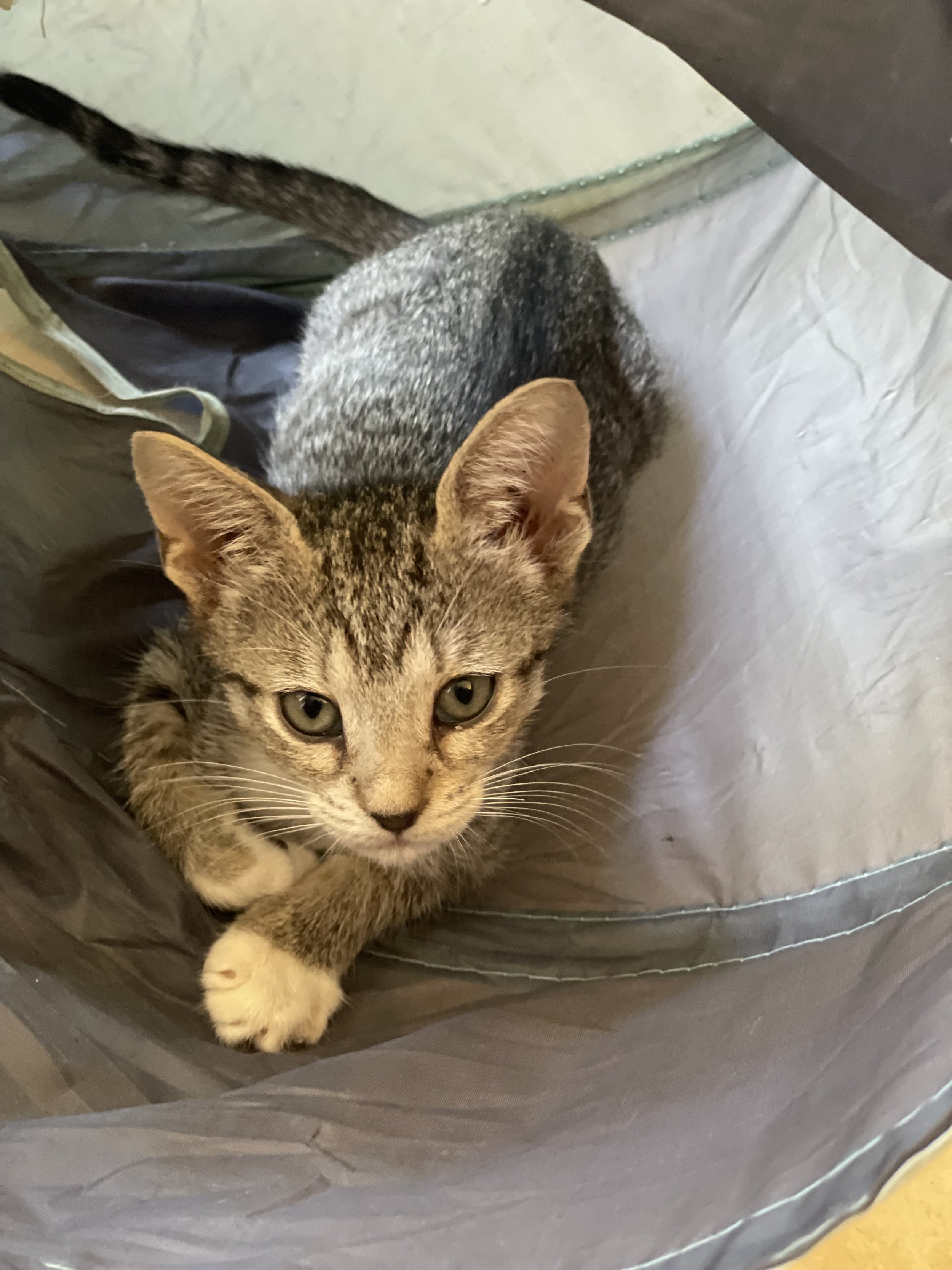 Minnie (Female)