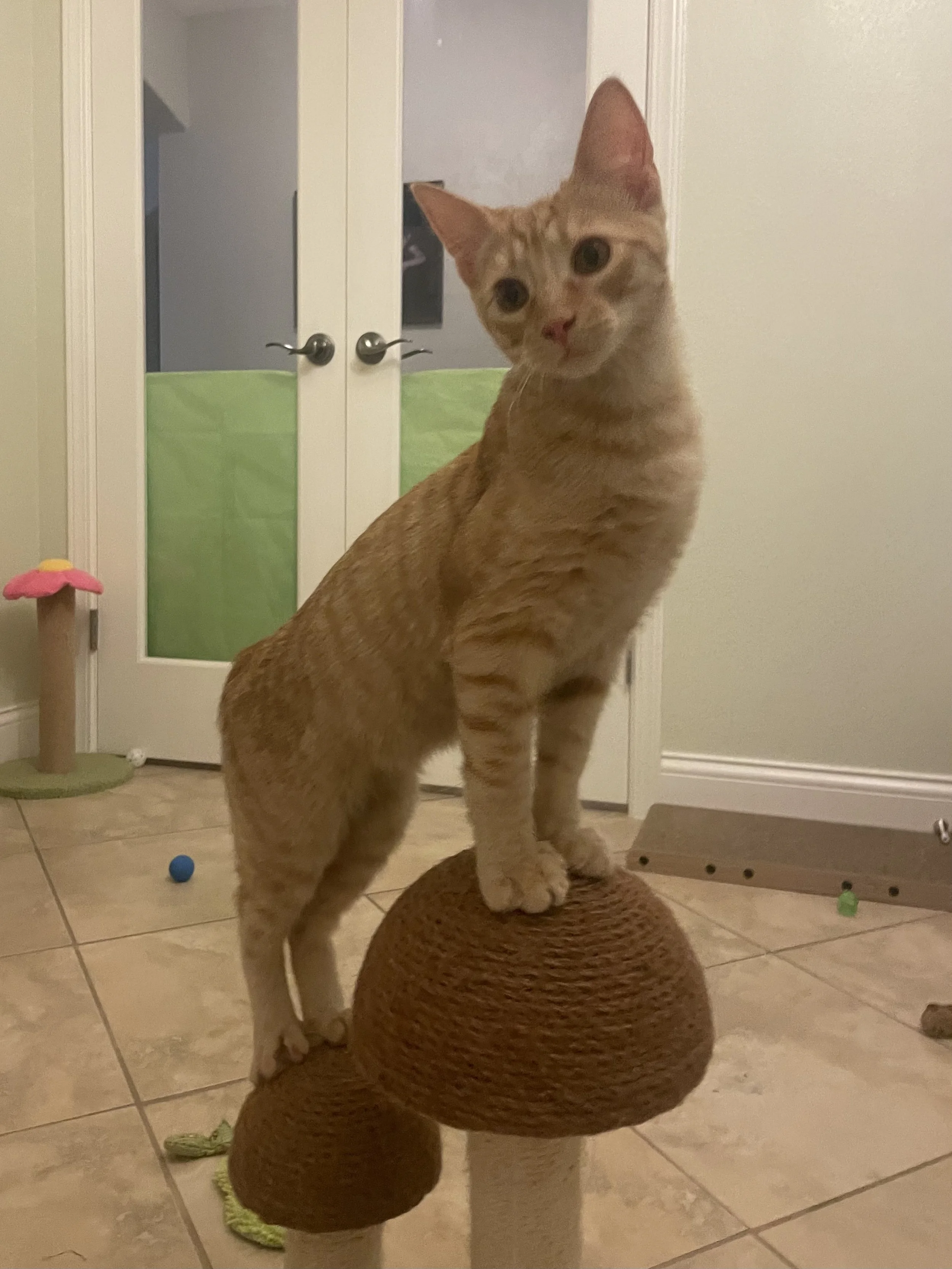 Sonny (Male, bonded w/Cheeto)