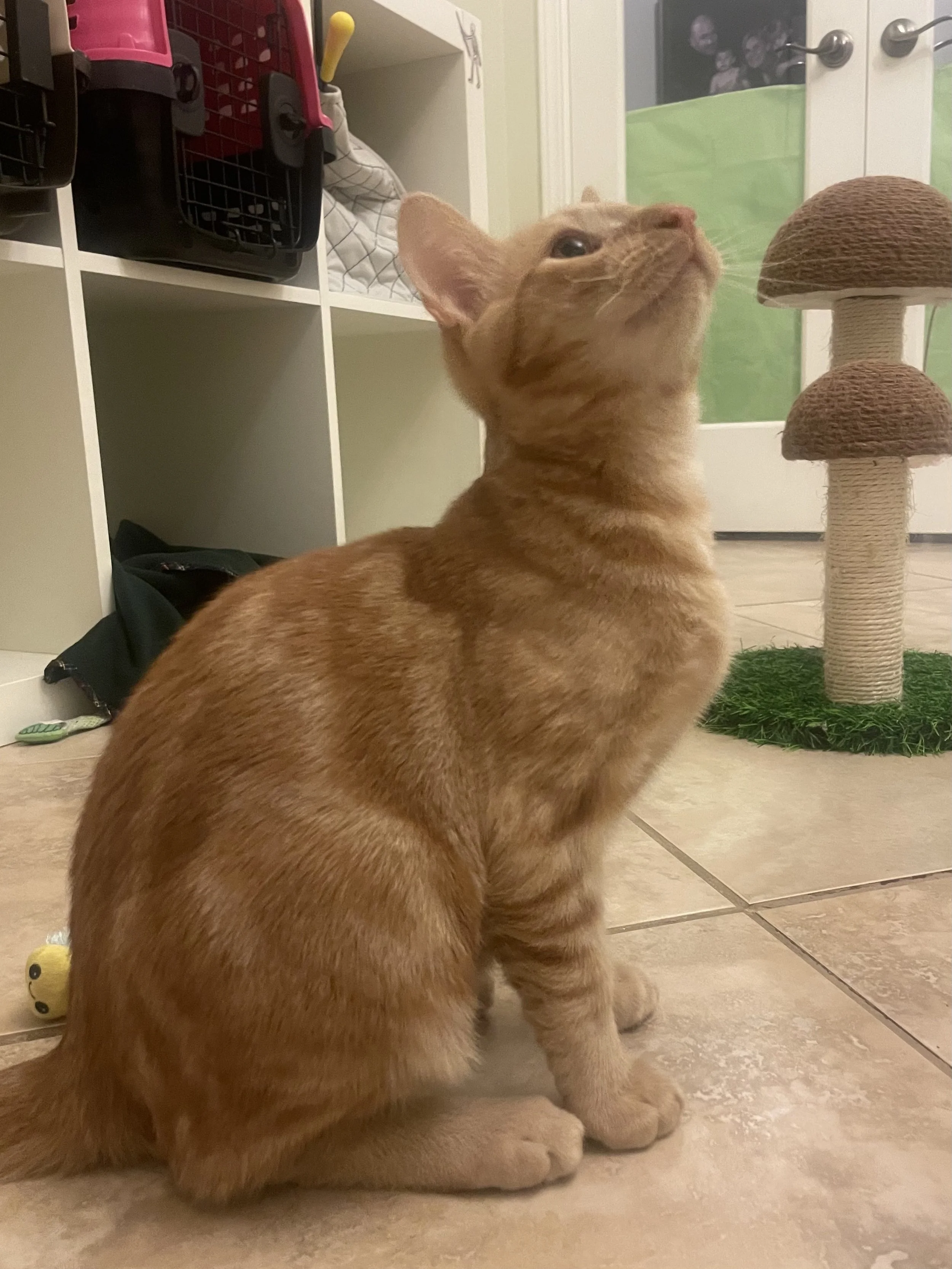 Cheeto (Male, bonded w/Sonny)