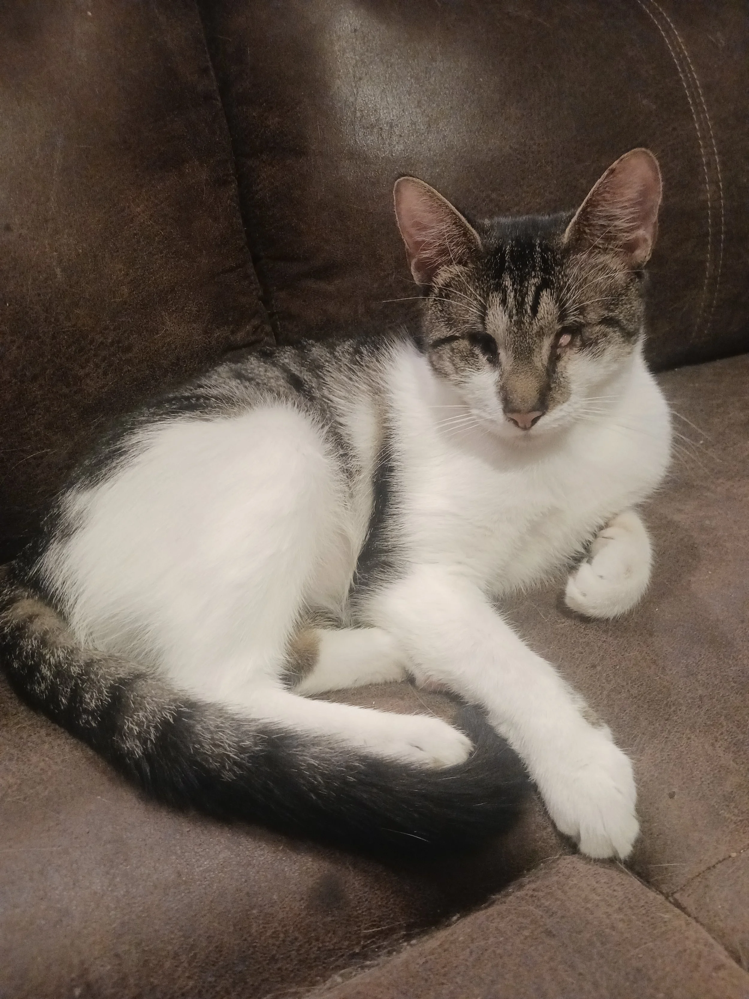 Cloves (Adult Male)