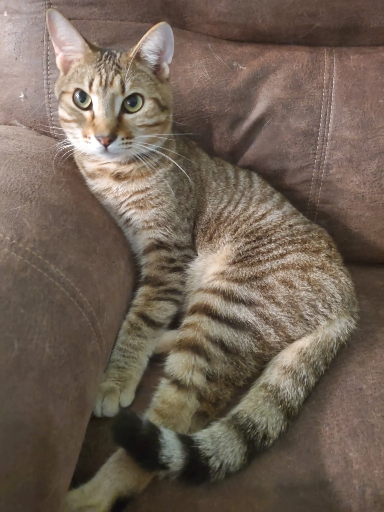 Nimbus (Adult Male)