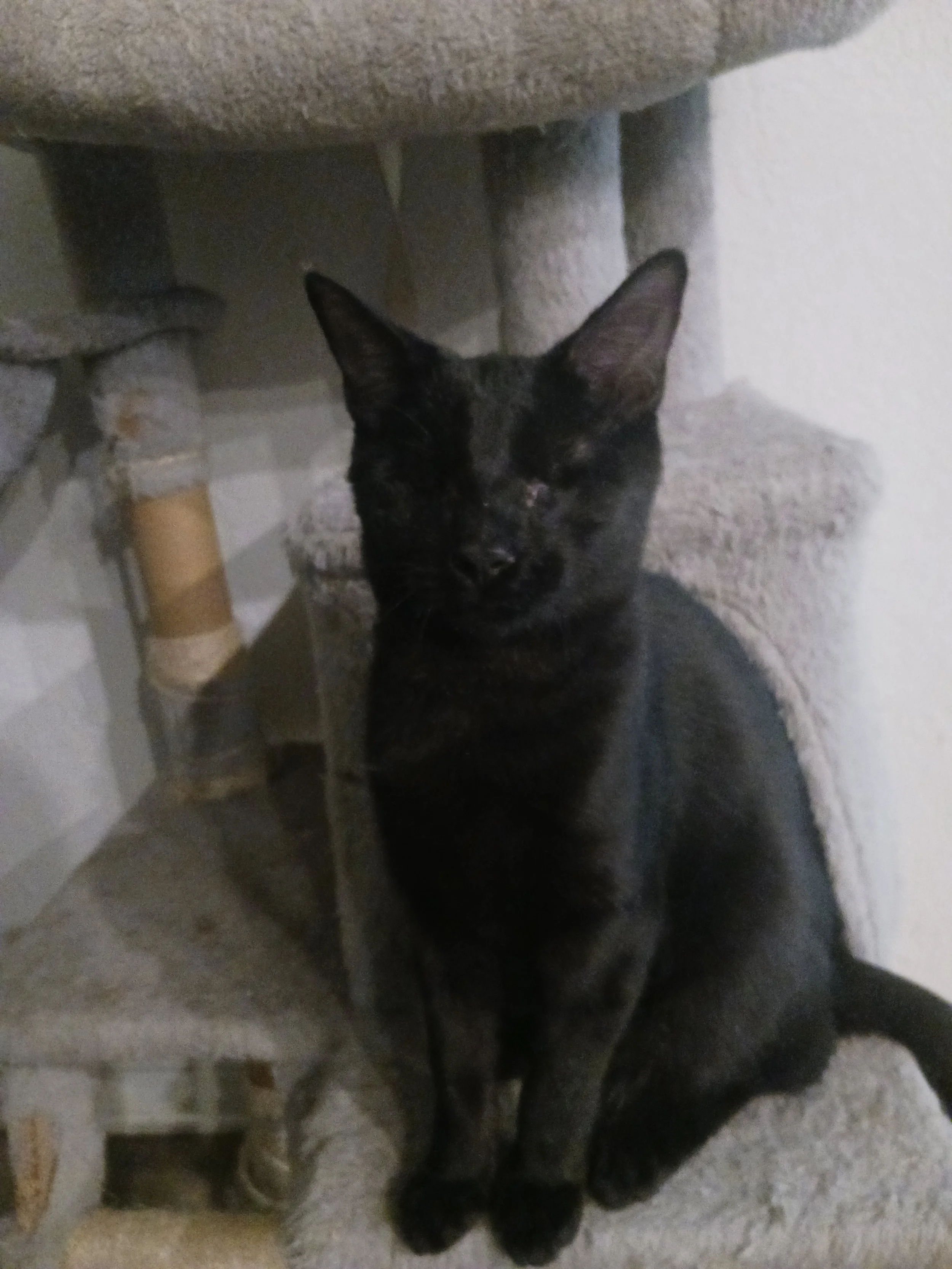 Noir (Male)
