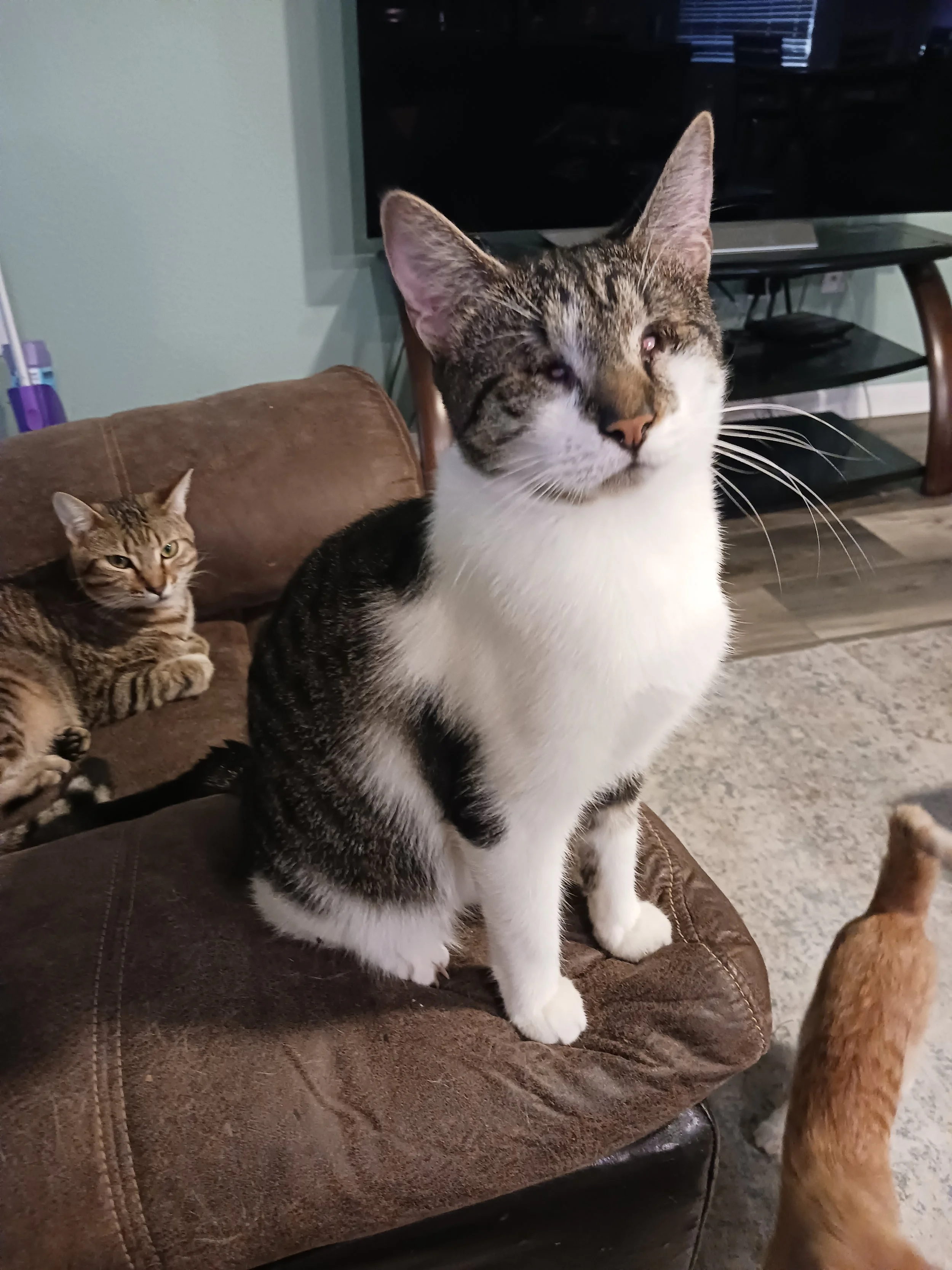 Cloves (Adult Male)
