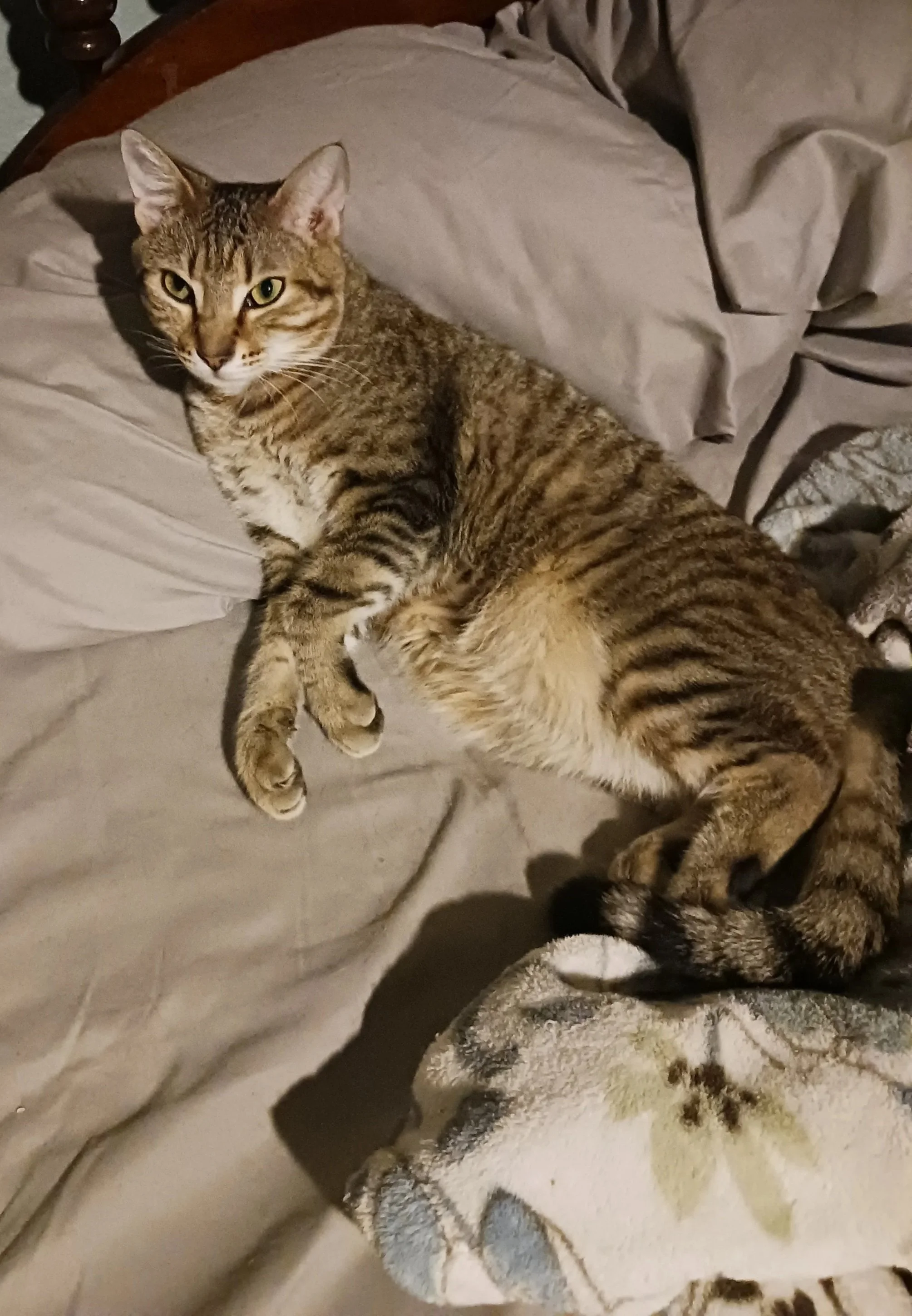 Nimbus (Adult Male)