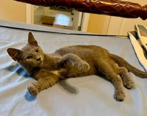 Titan (Male)