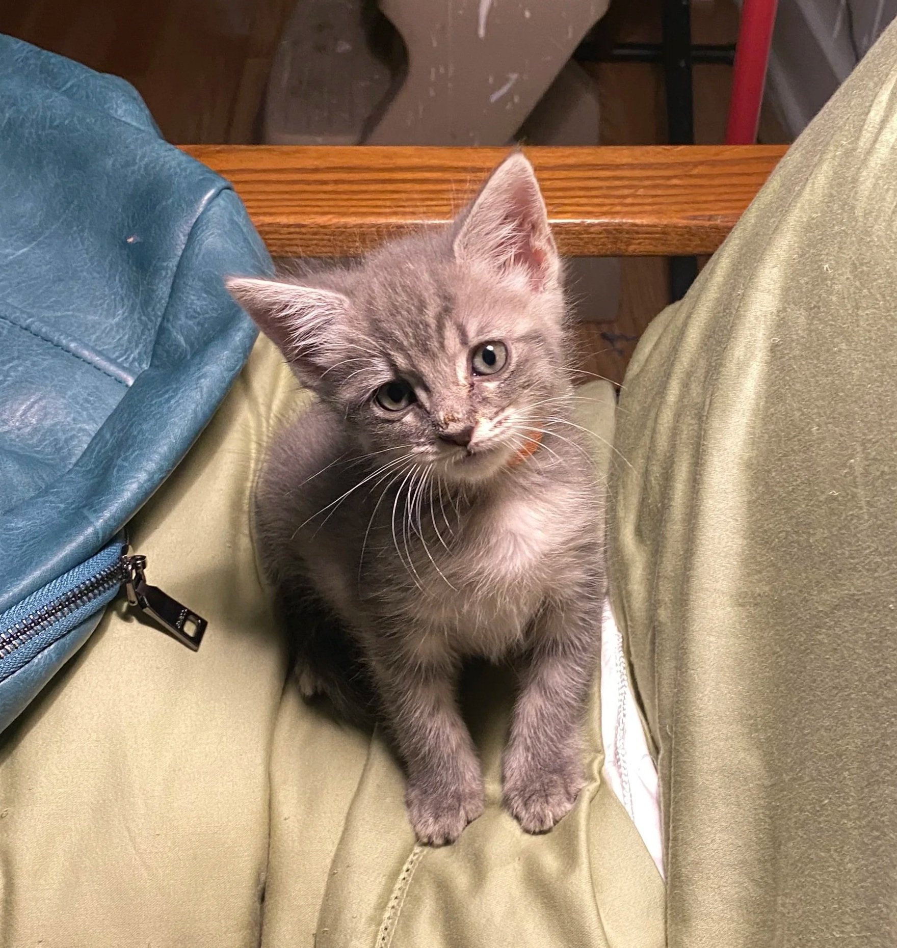 Delphia (Female)