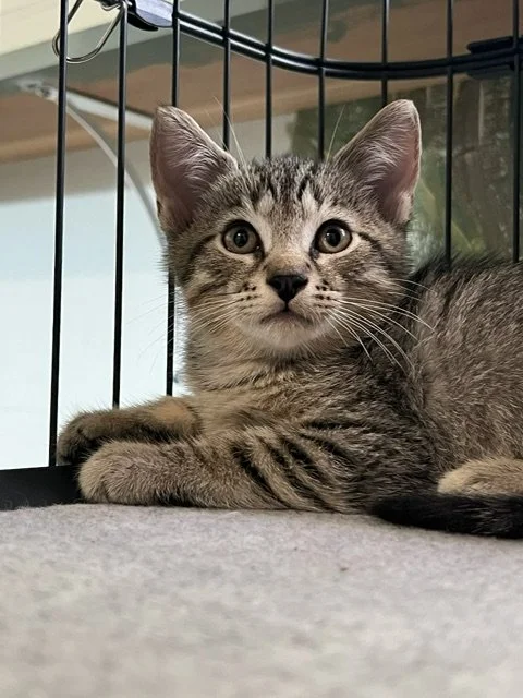Dandelion (Male)