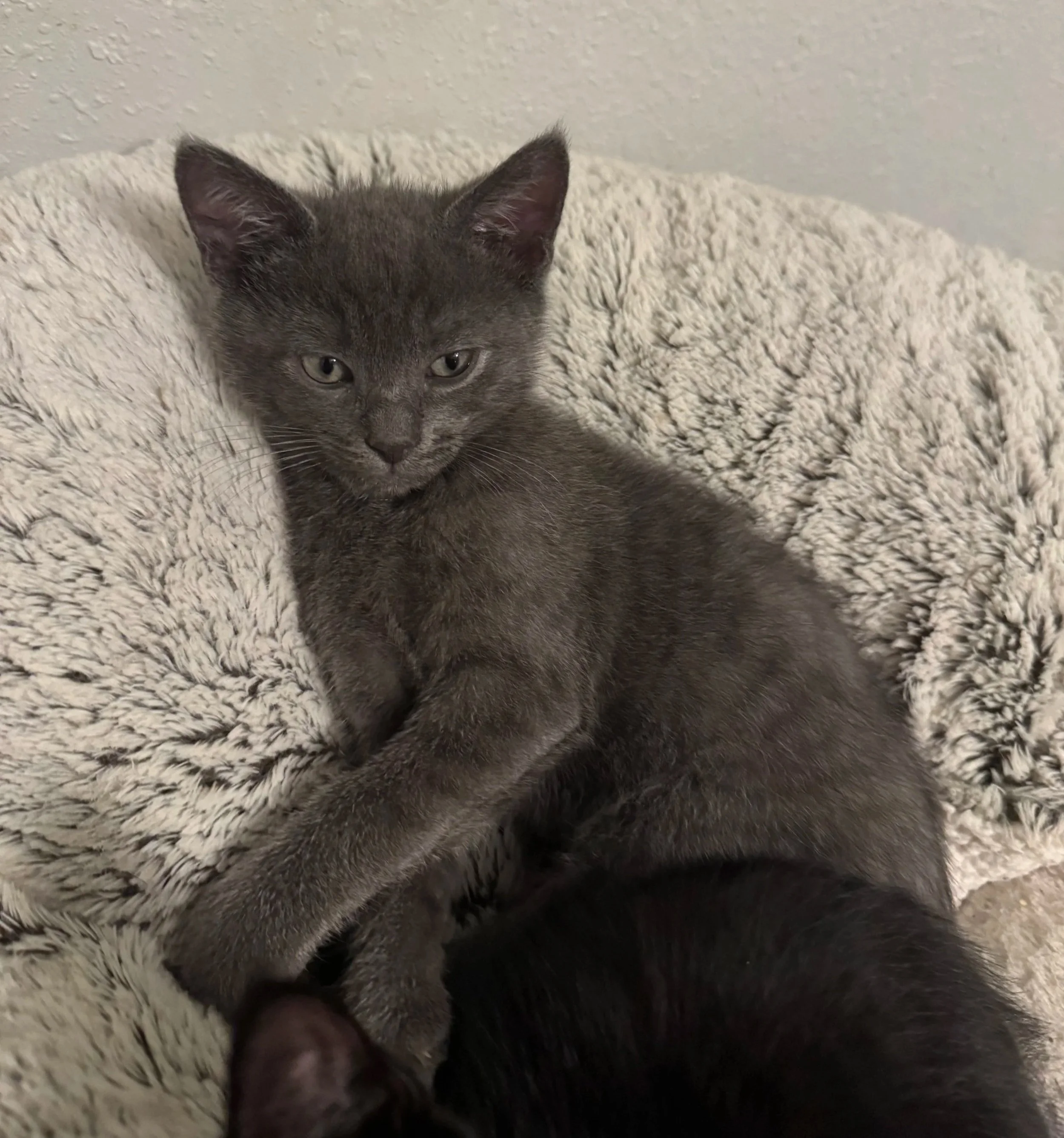 Brock (Male)