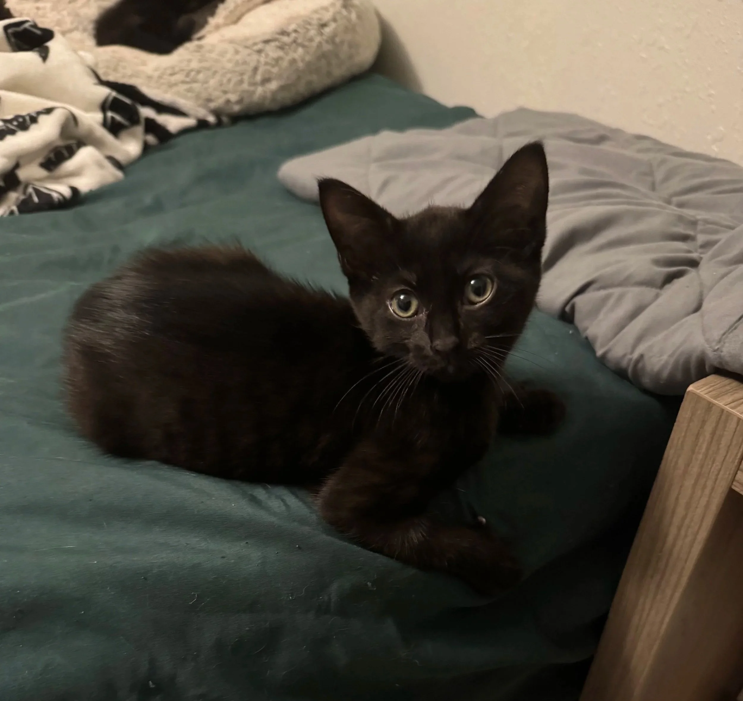 Felix (Male)