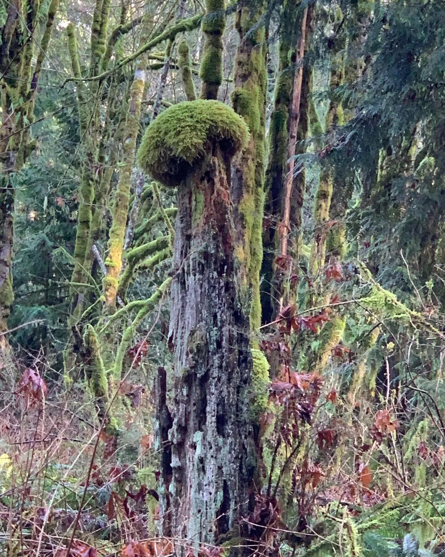 A tribute to our Bob Ross Moss tree, which sadly didn&rsquo;t make it through this year&rsquo;s windstorm. He will be missed.