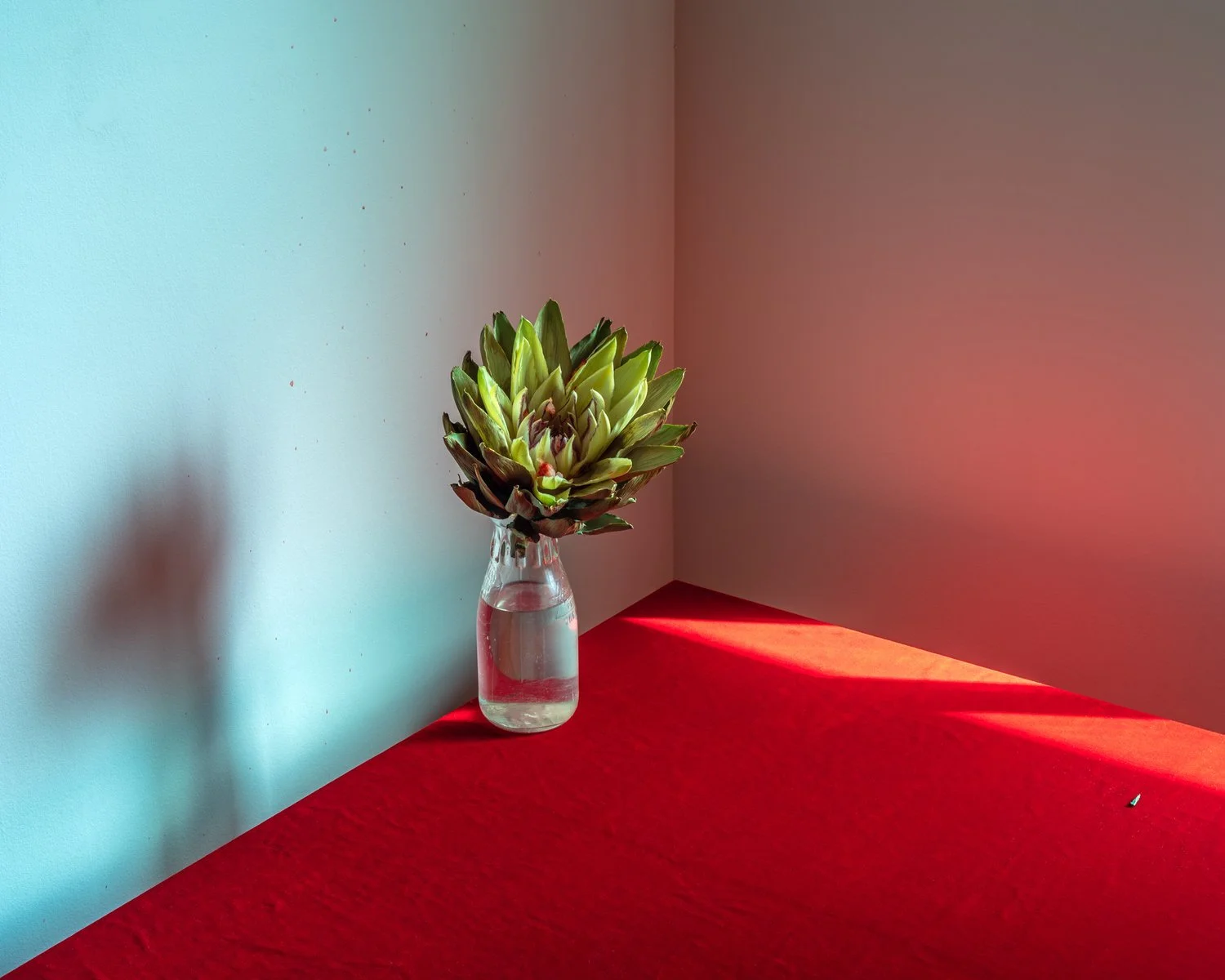 flora+60-web.jpeg