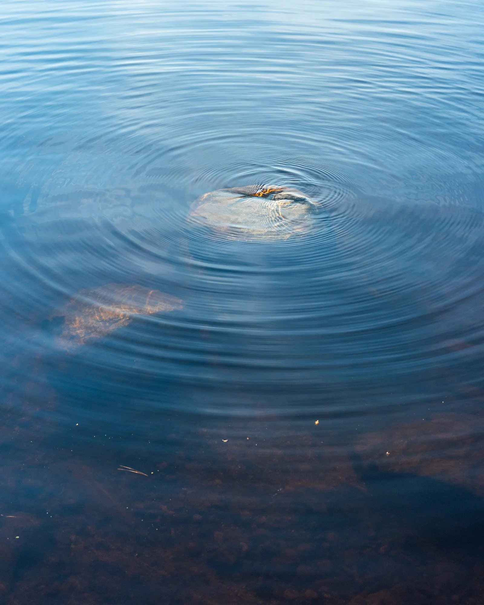 _DSC0080-moresaturate.jpeg