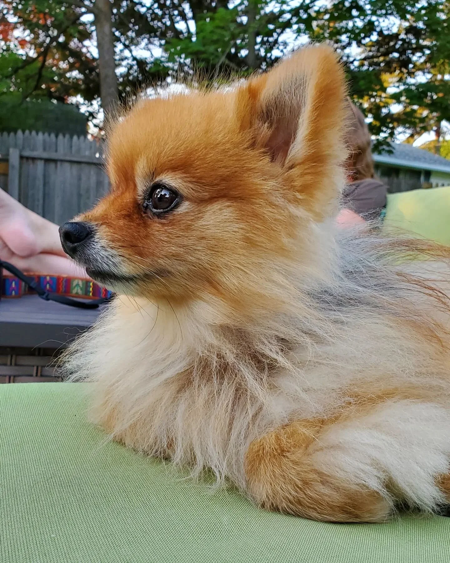 Here's your serotonin boost for the day 💕 #alltheanimals 🐶😻