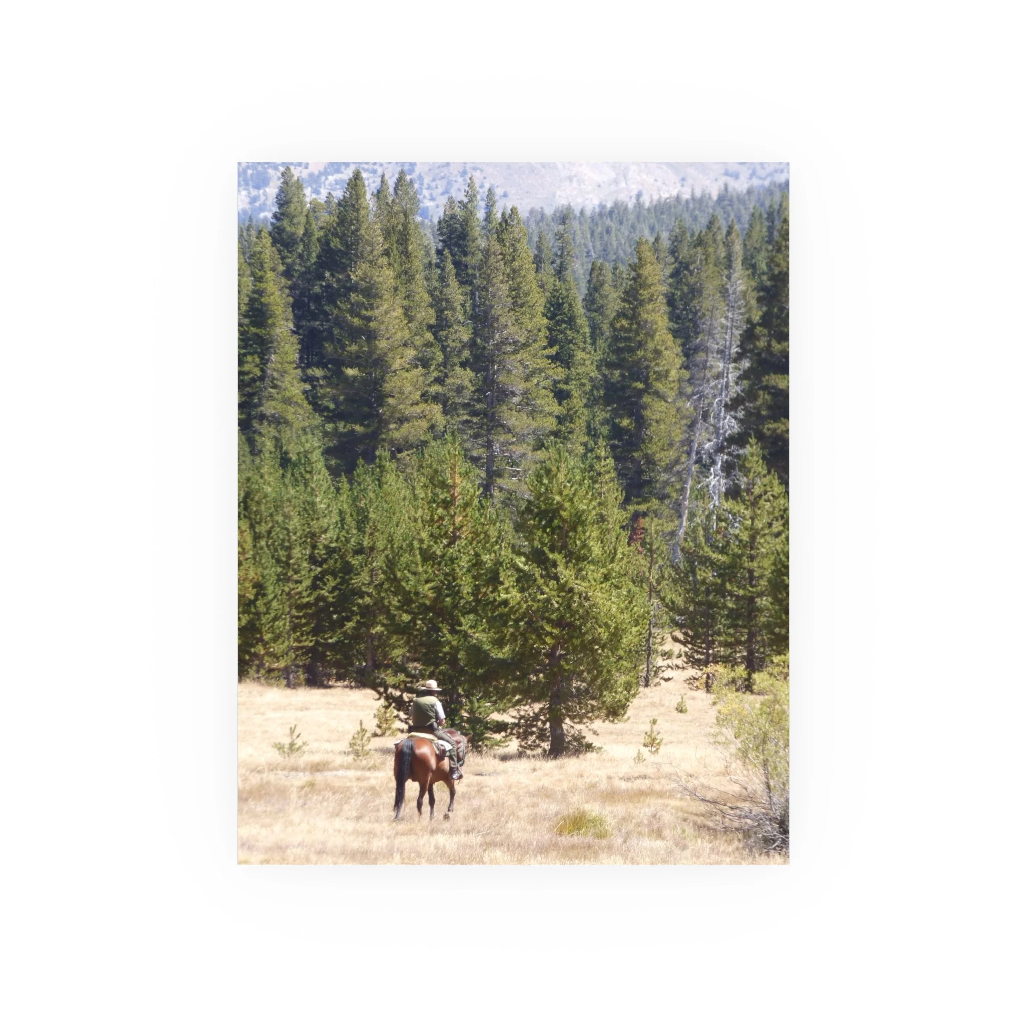 1369ab806c50f9f51a0add68ddd3e695